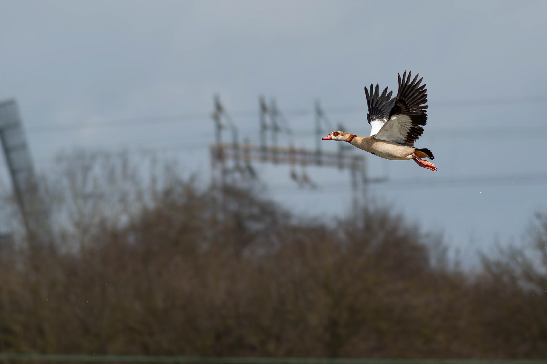 Egyptian Goose in Flight