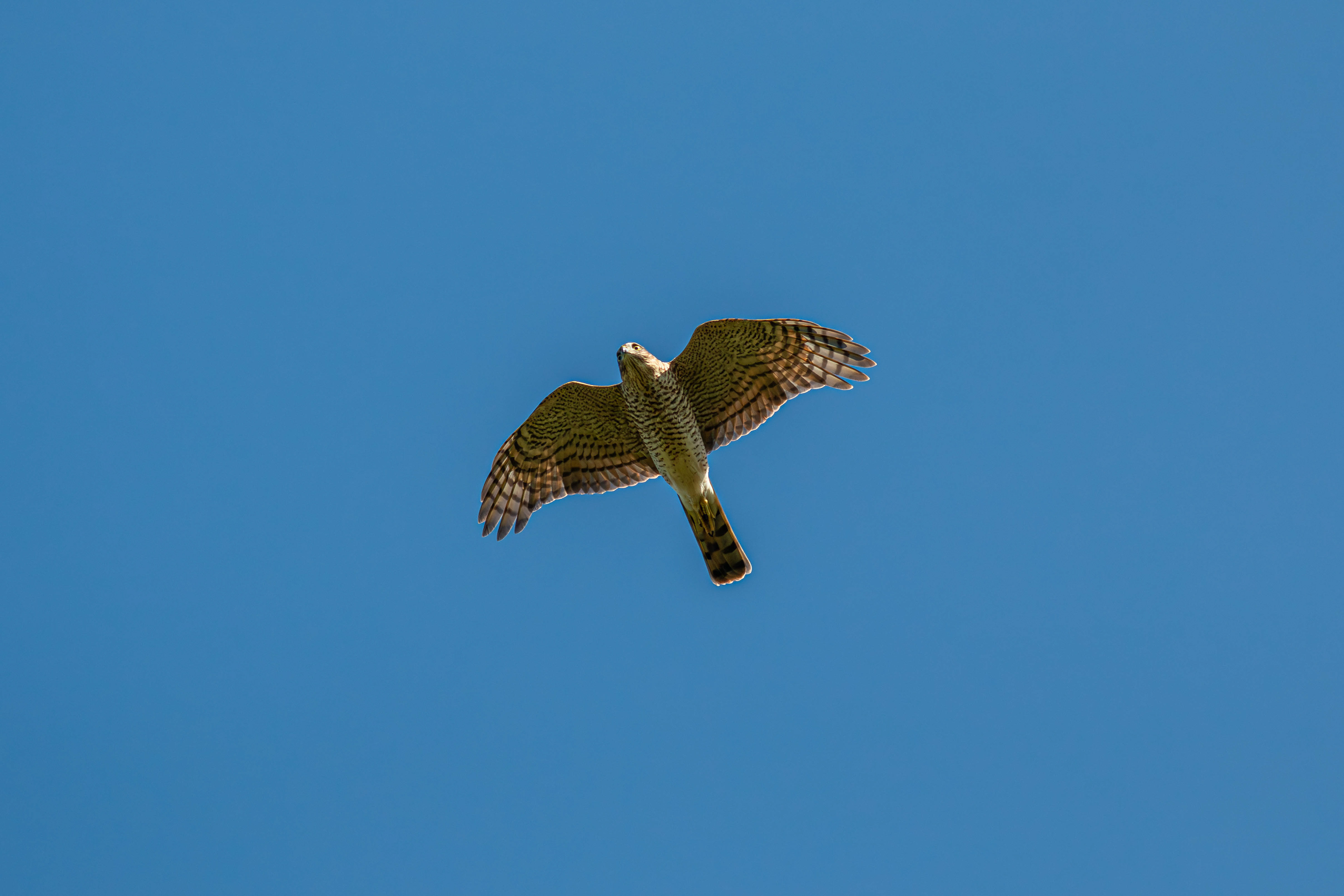Sparrowhawk (a typical view as they soar over head)