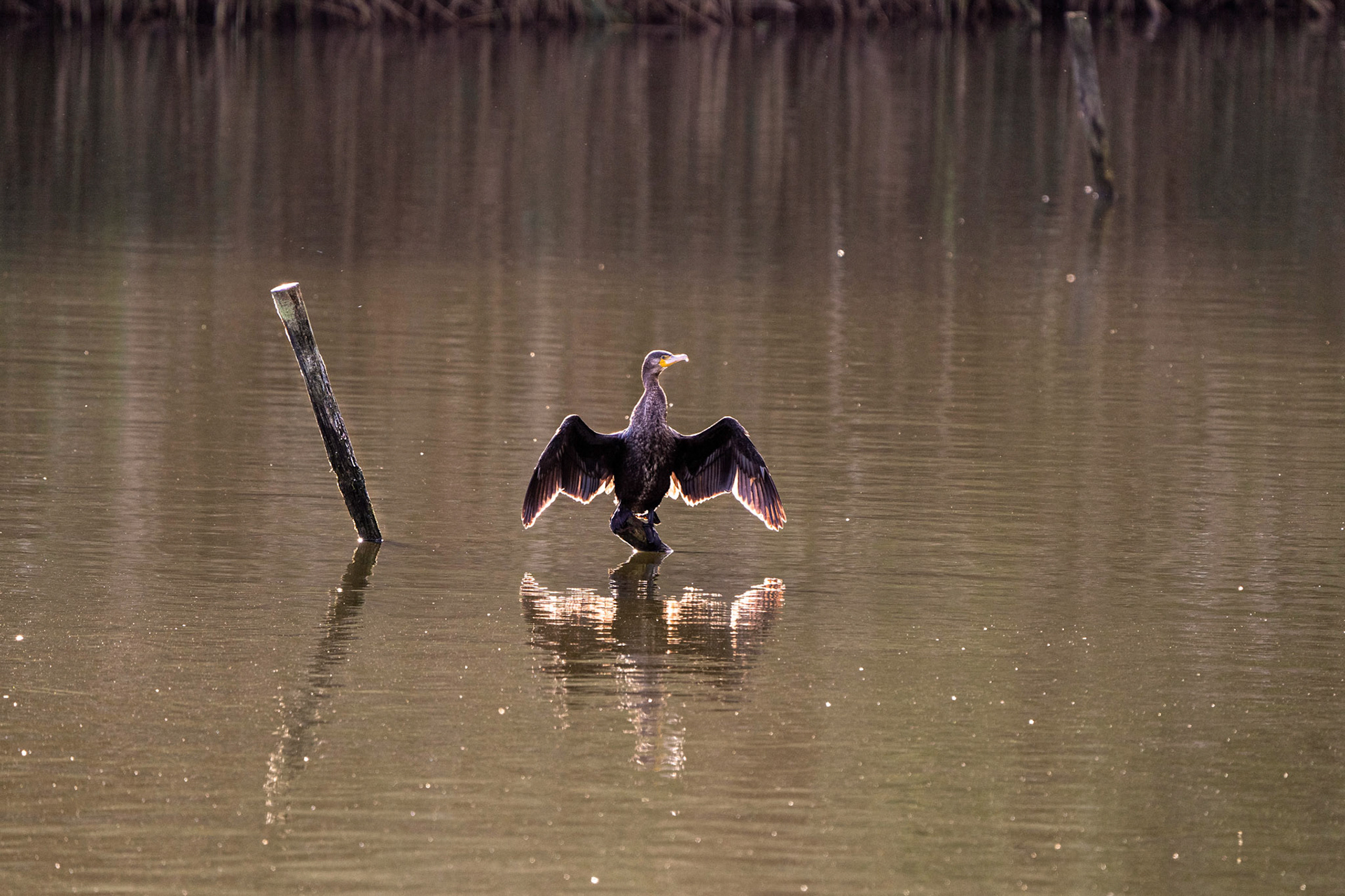 Cormorant