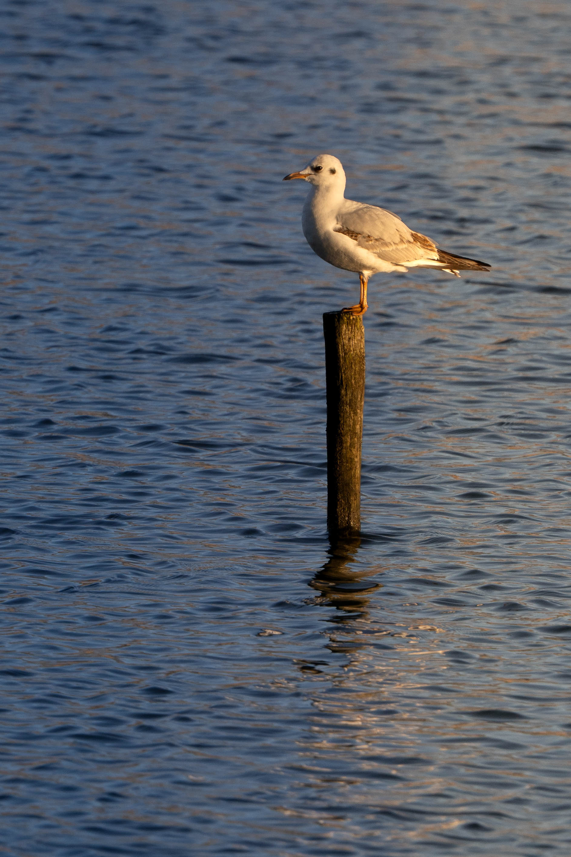 Black-headed Gull winter