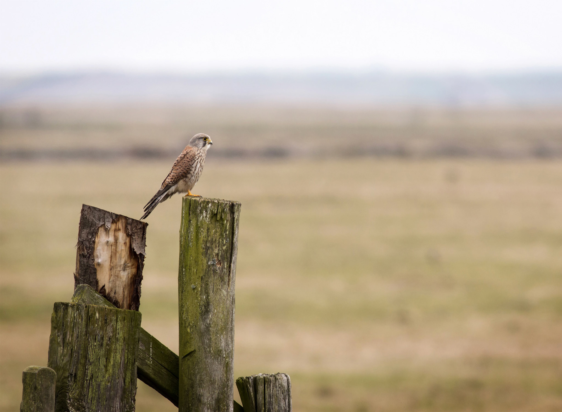 Common Kestrel