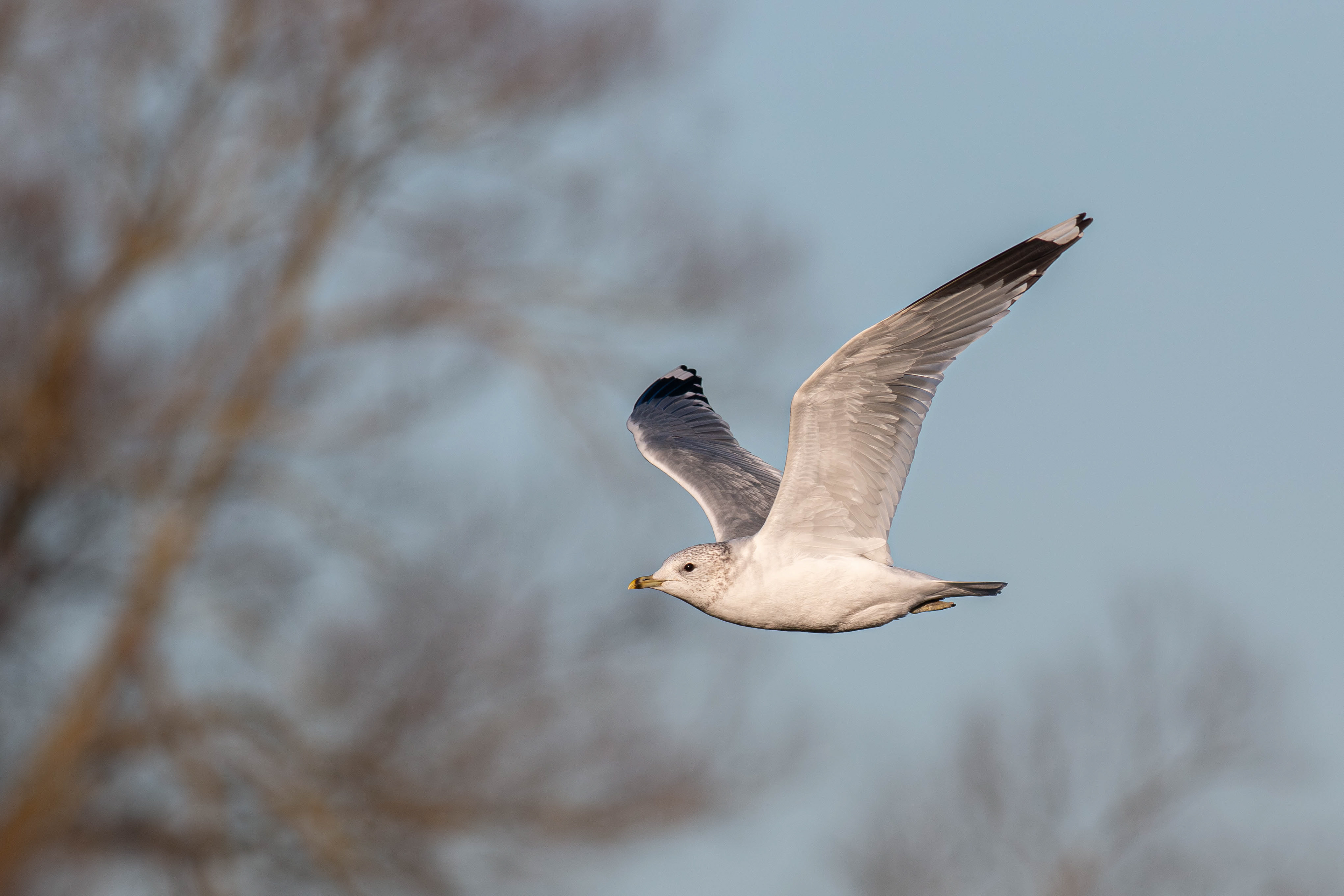 Common Gull (winter in flight)