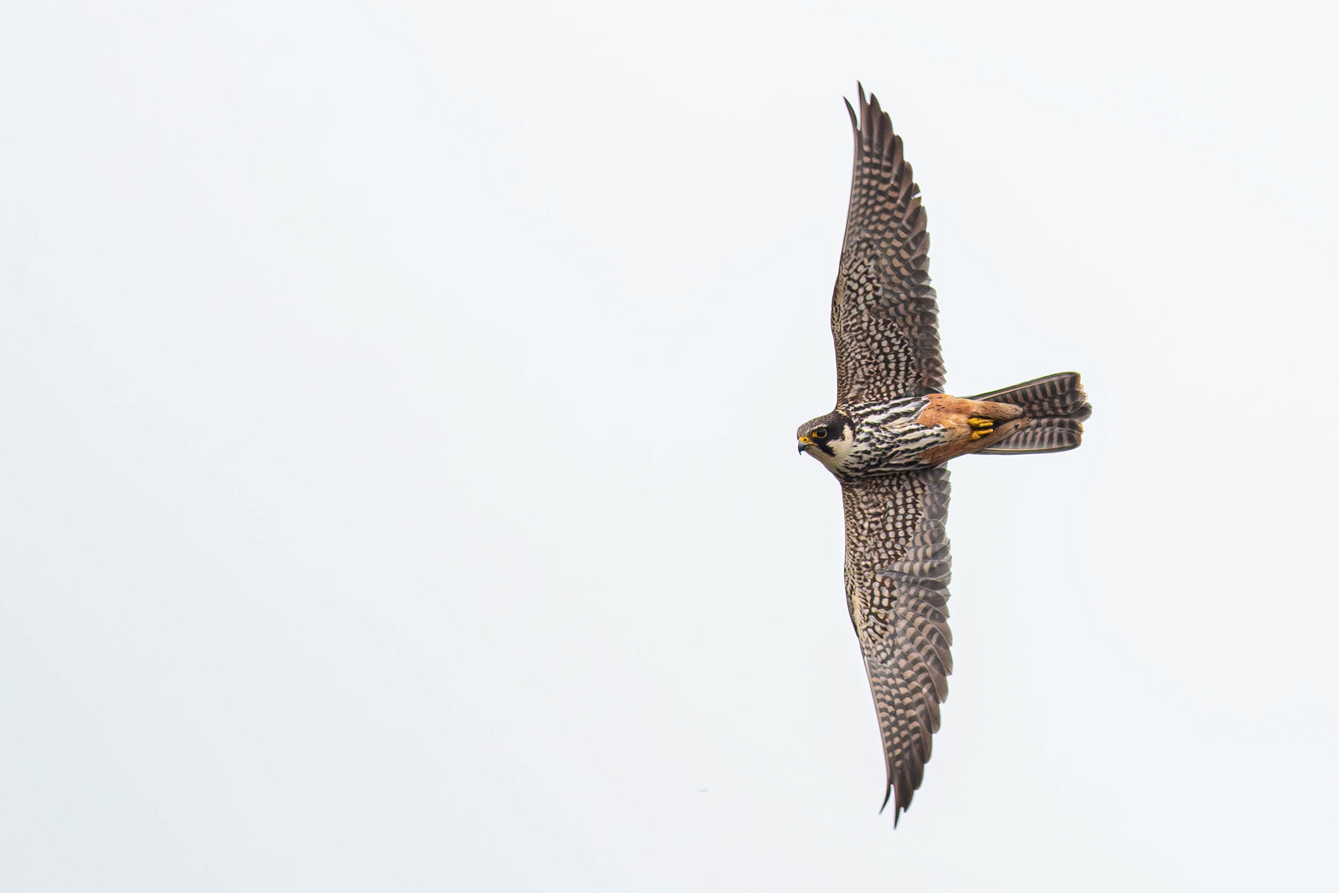 Eurasian Hobby