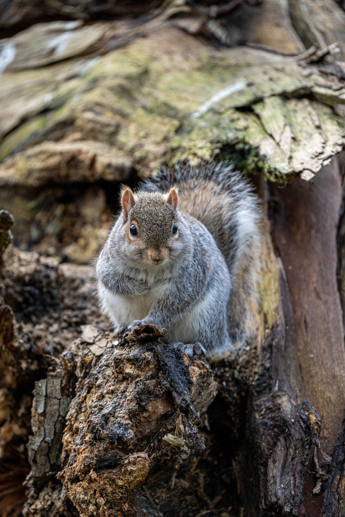 Grey Squirrel