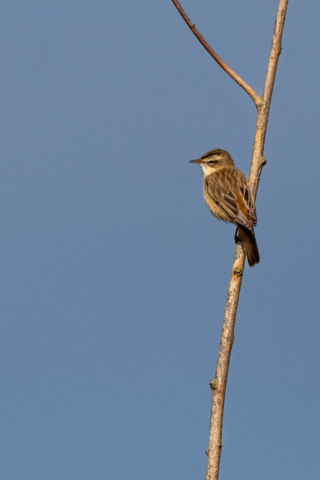 Sedge Warbler