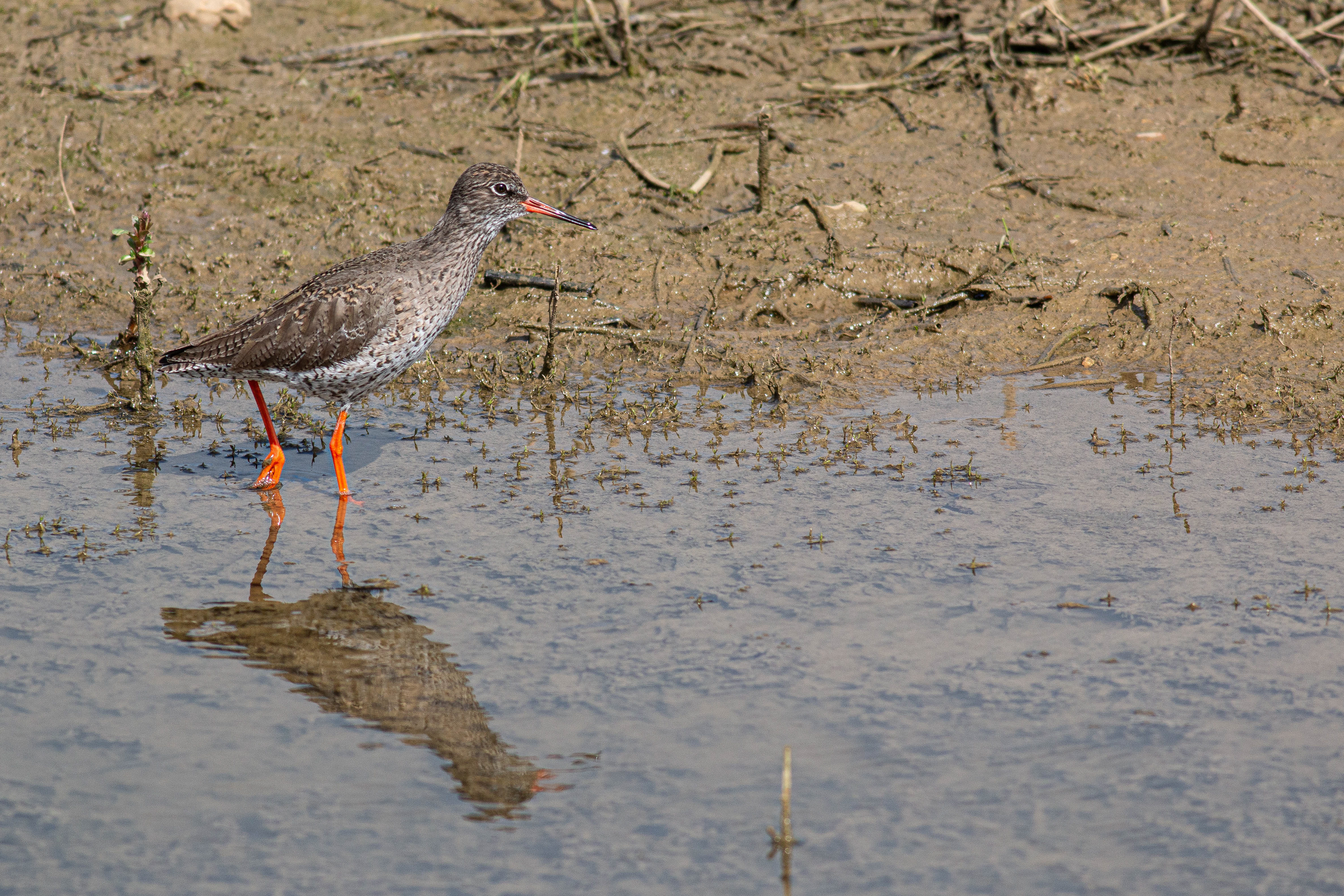 Common Redshank