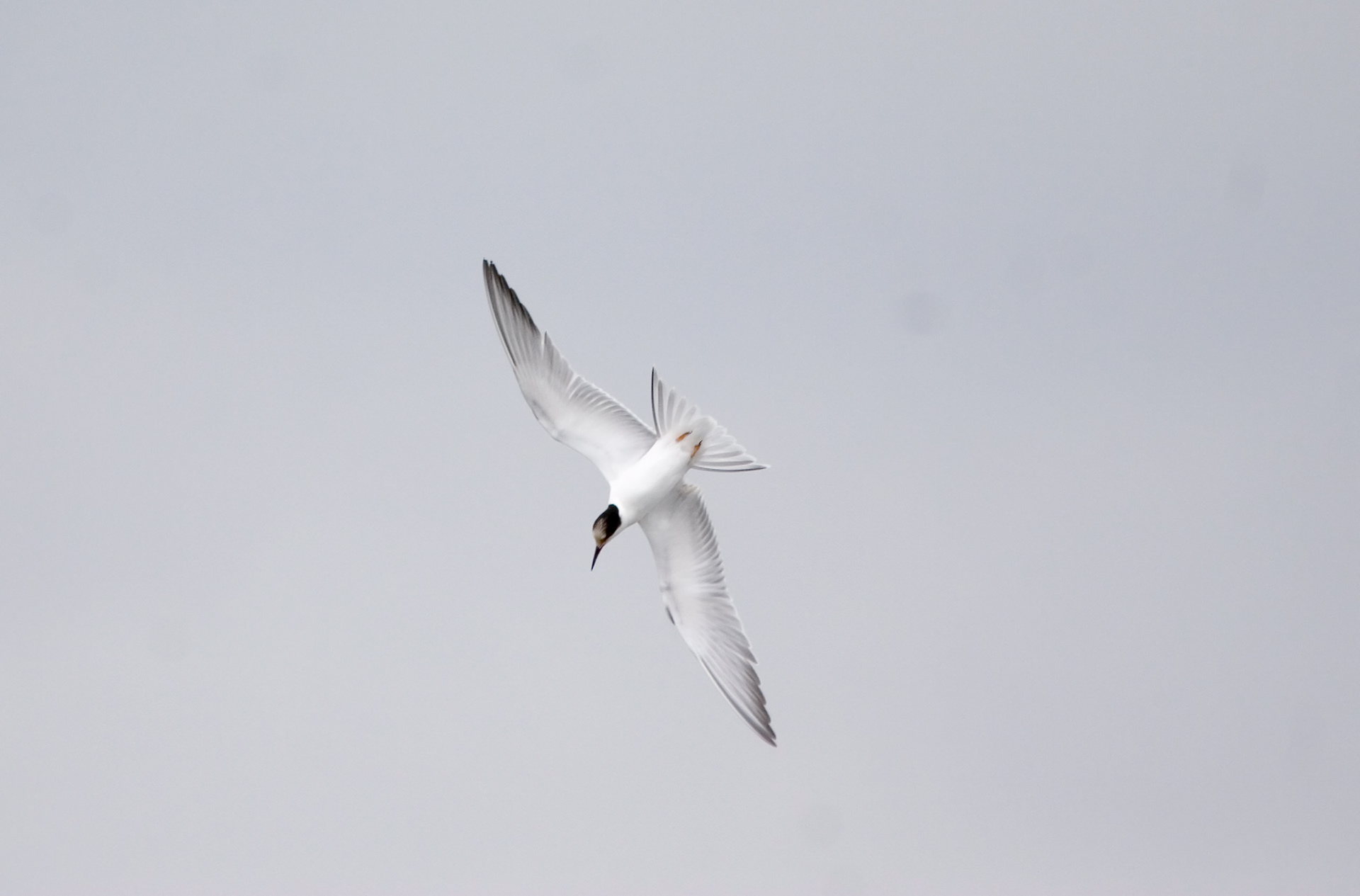 Common Tern