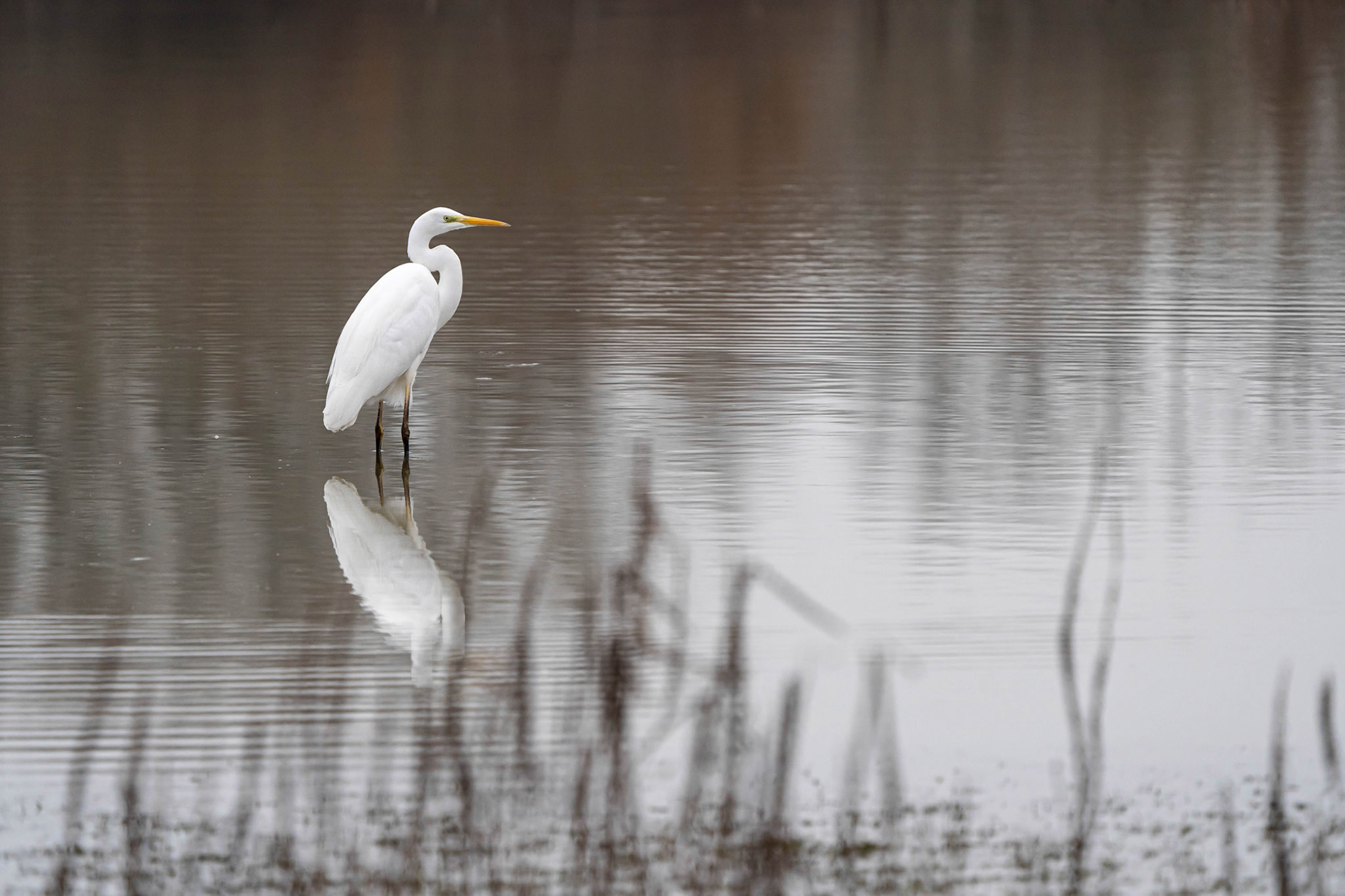 Great White Egret