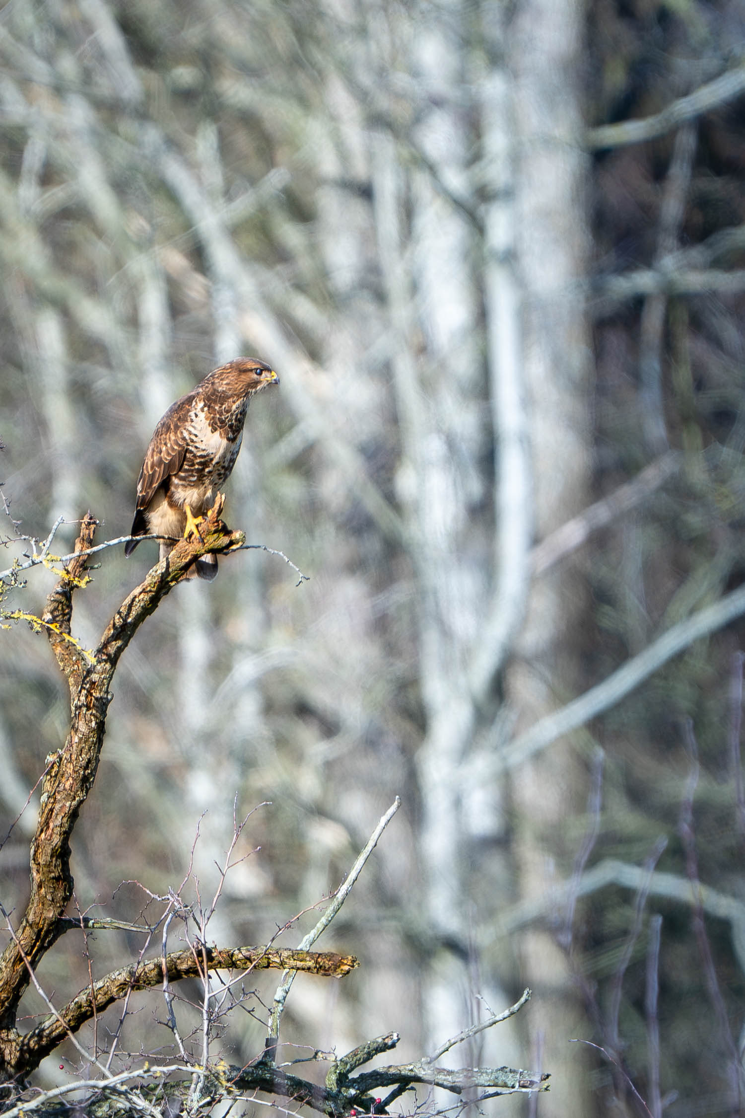 Common Buzzard