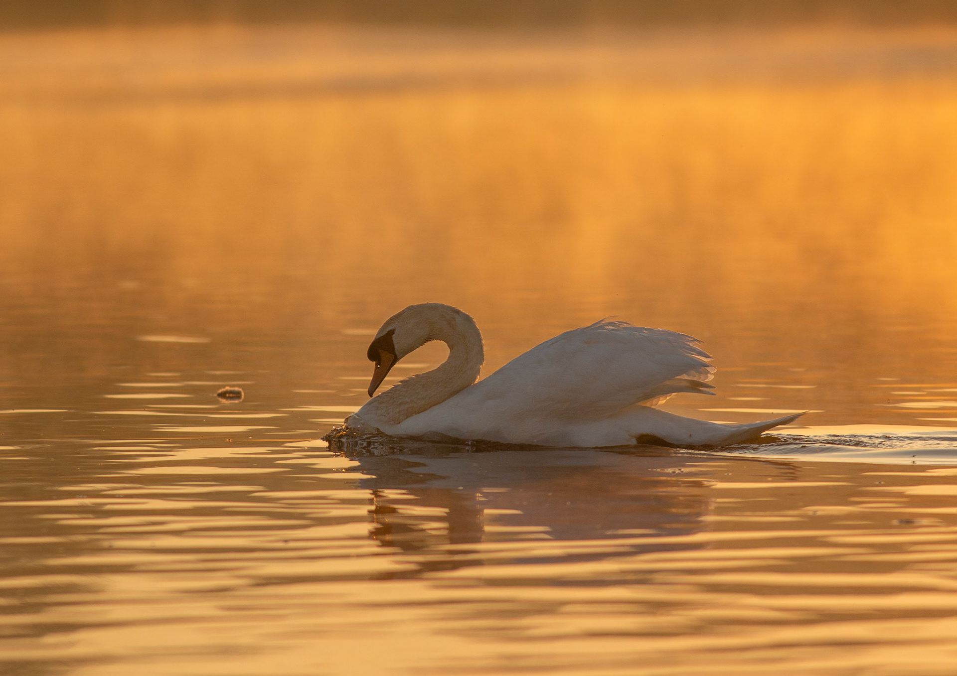 Mute Swan