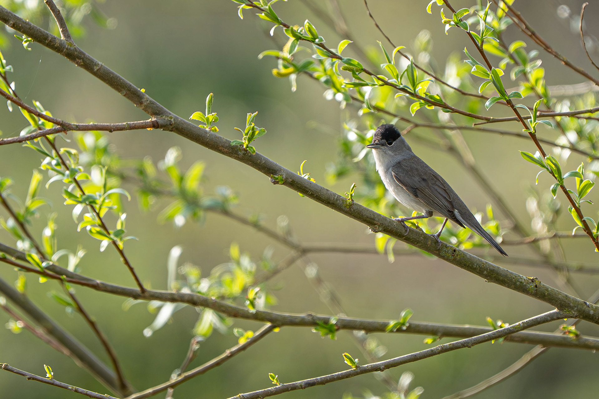 Blackcap (male)