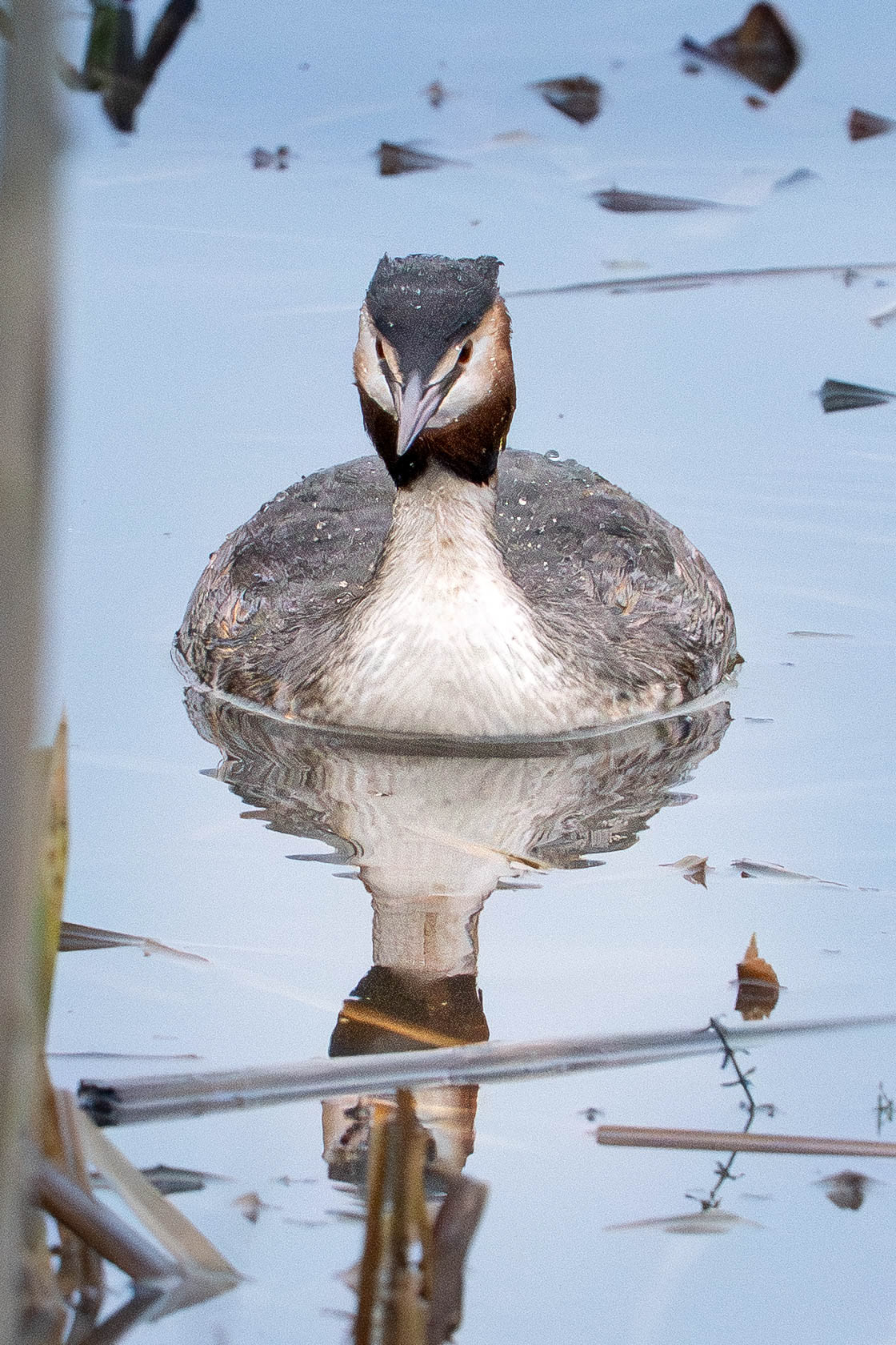 Great Crested Grebe