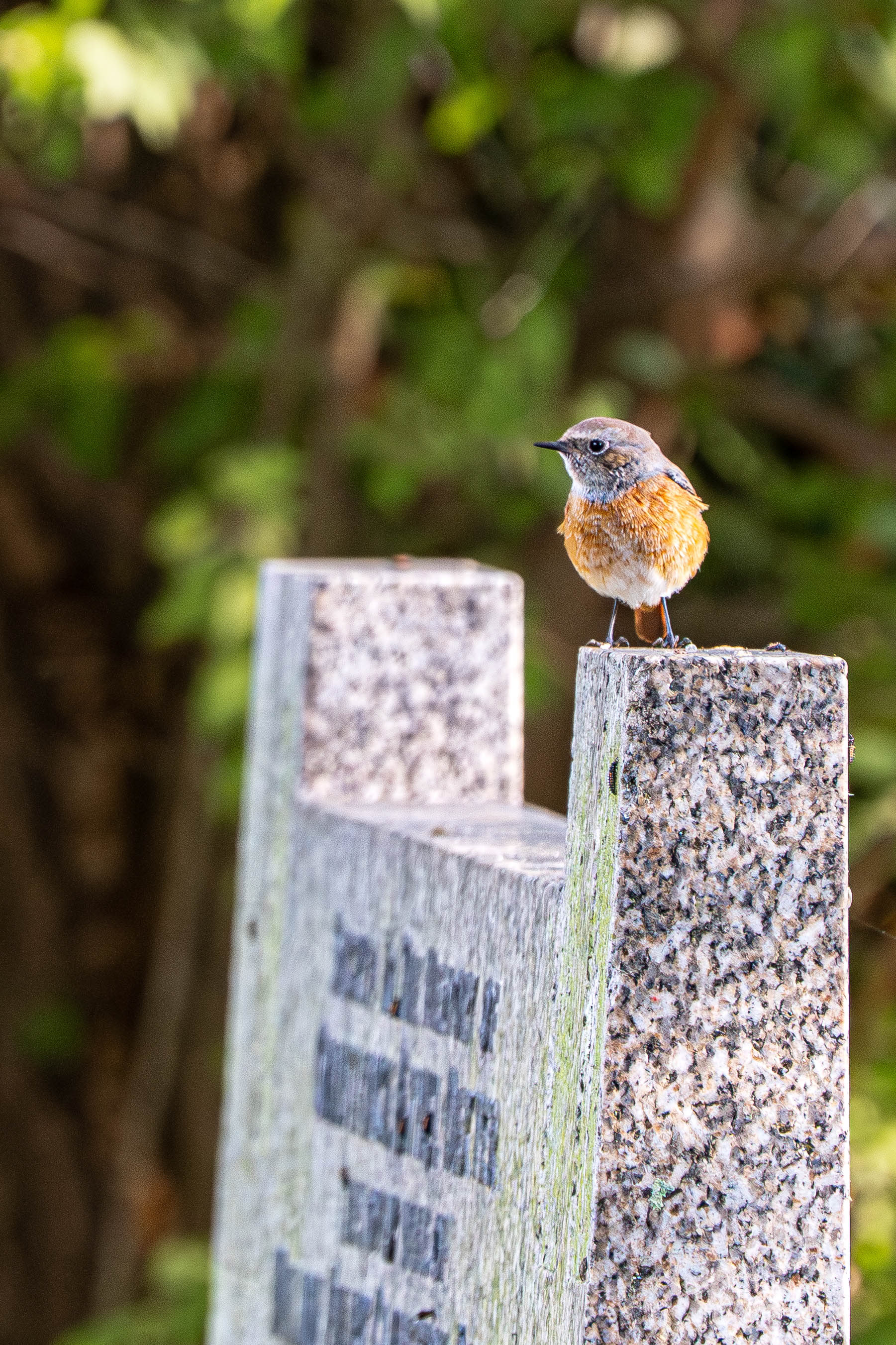Common Redstart (young male)