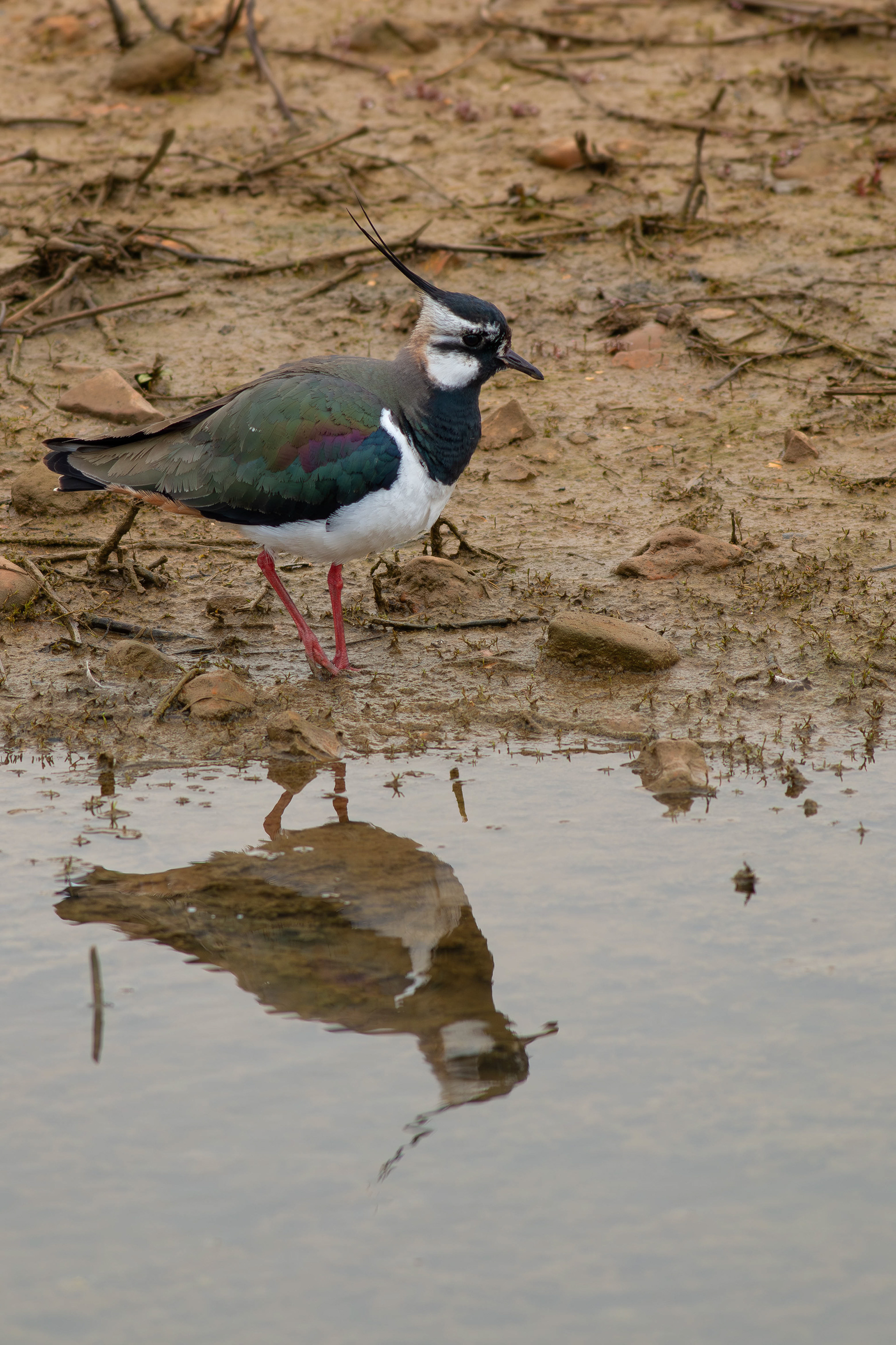 Lapwing breeding