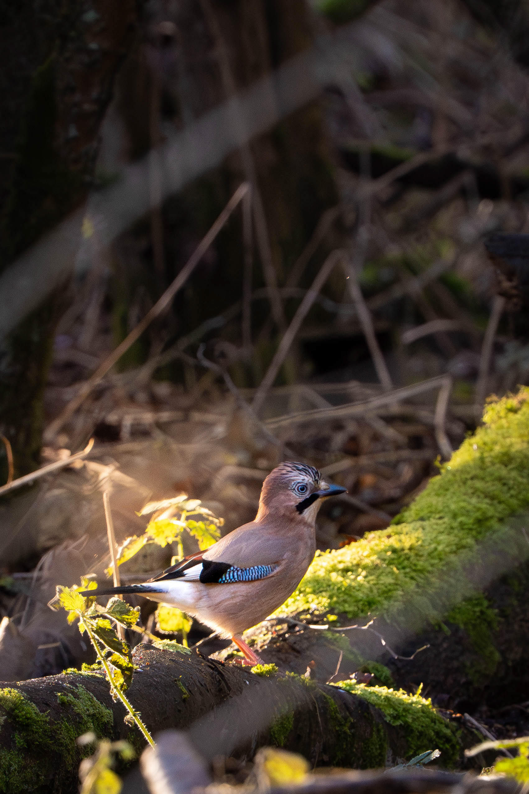 Eurasian Jay