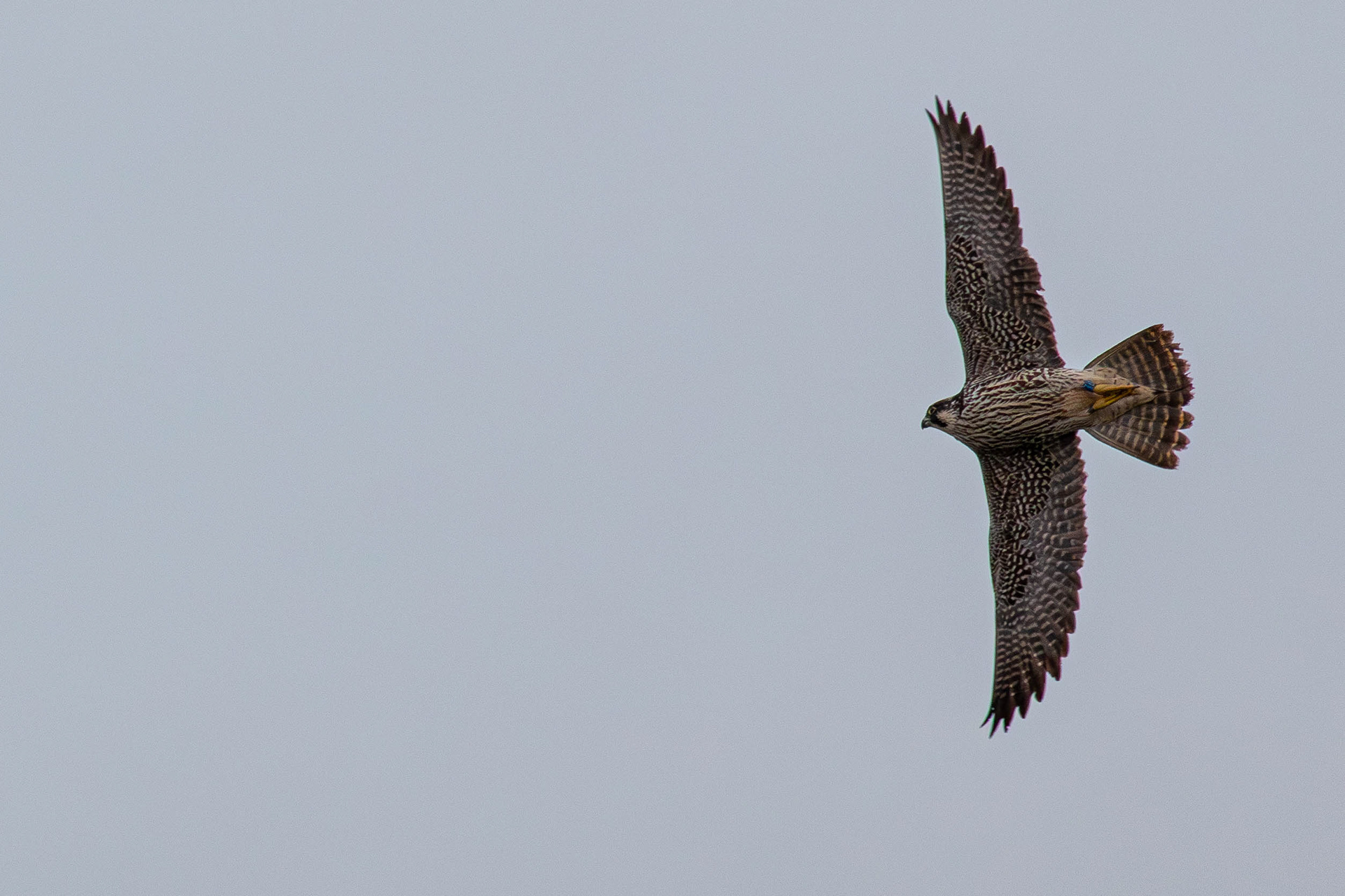 Peregrine Falcon (Juv)