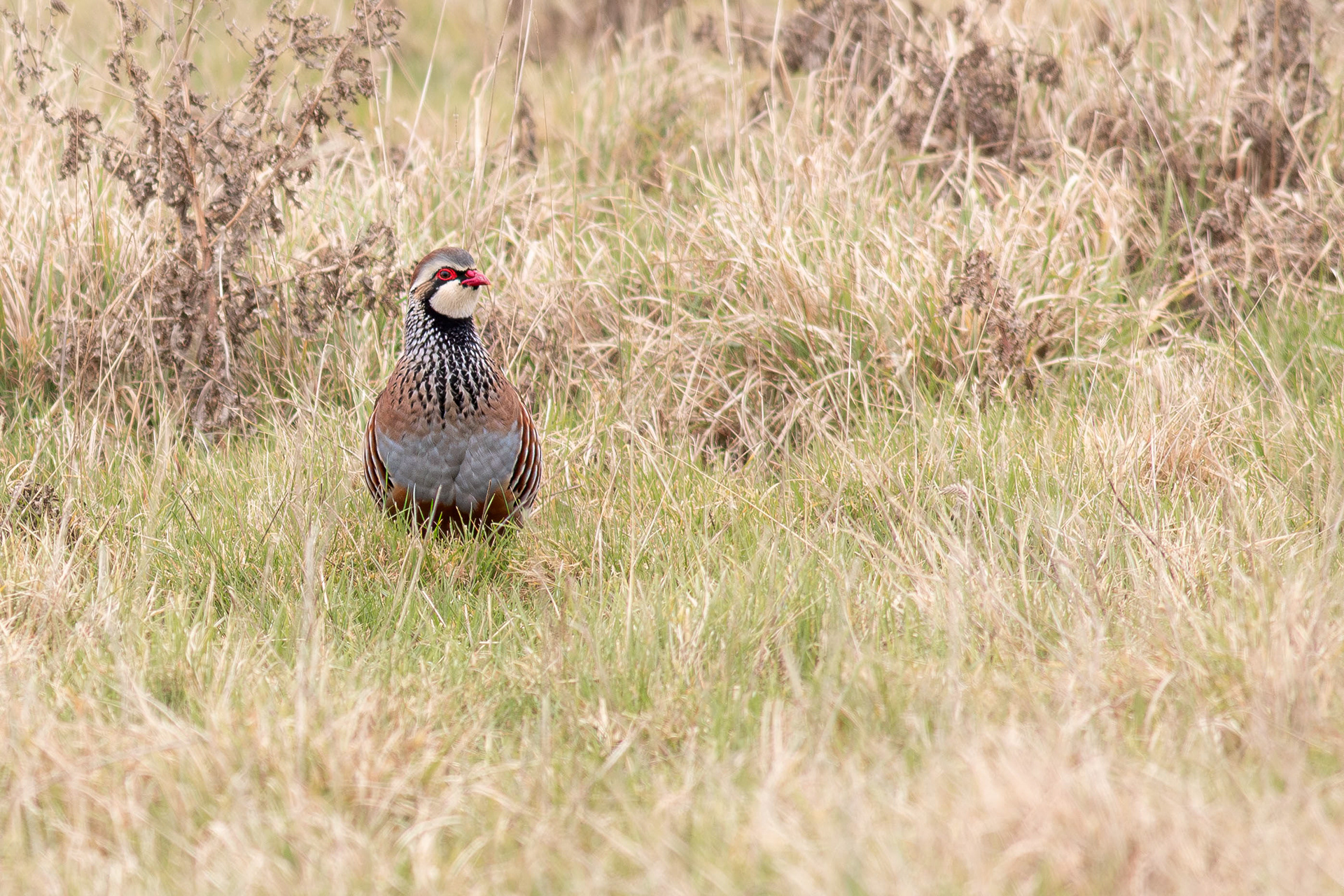 Red-legged partridge