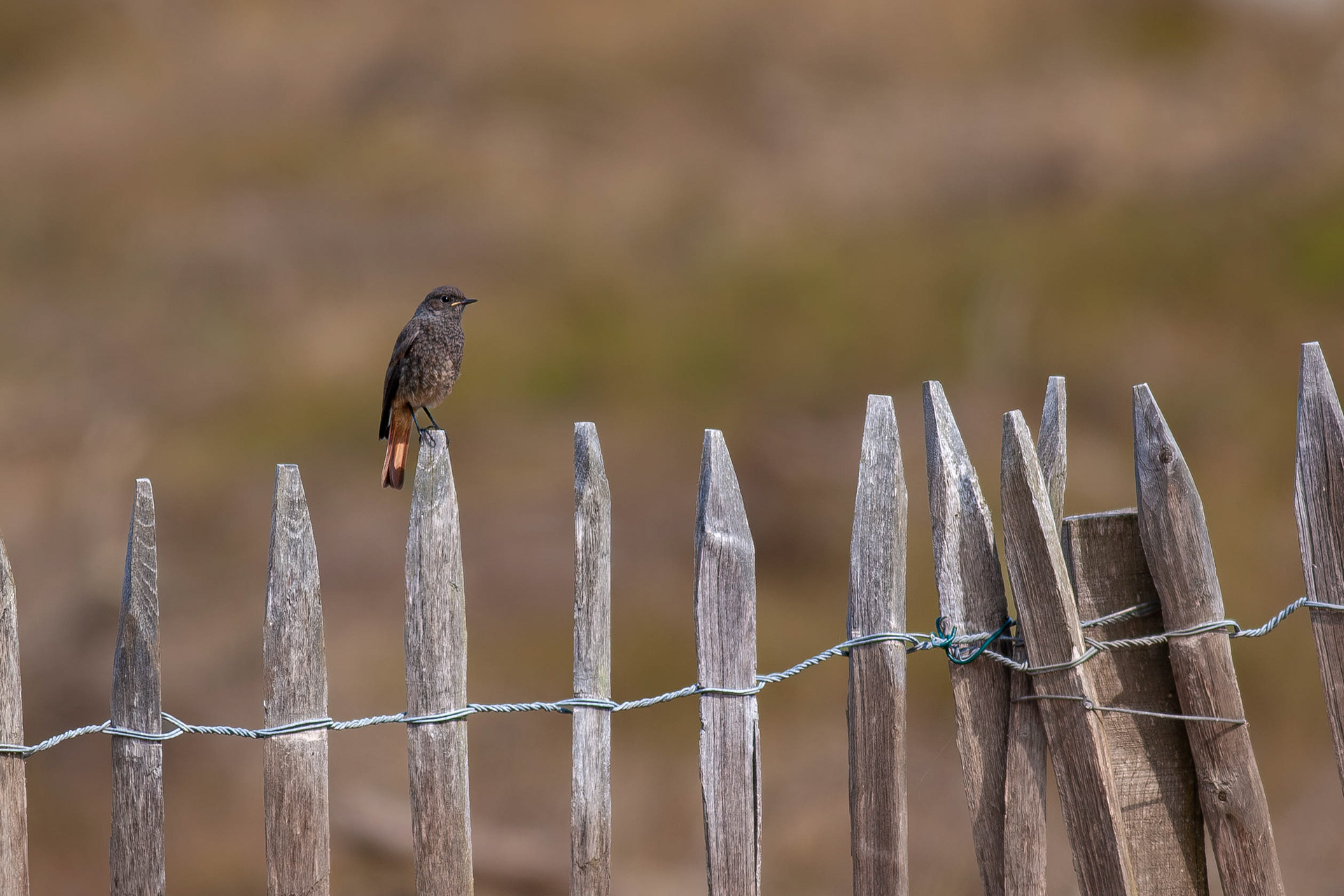 Black Redstart Young bird (France)