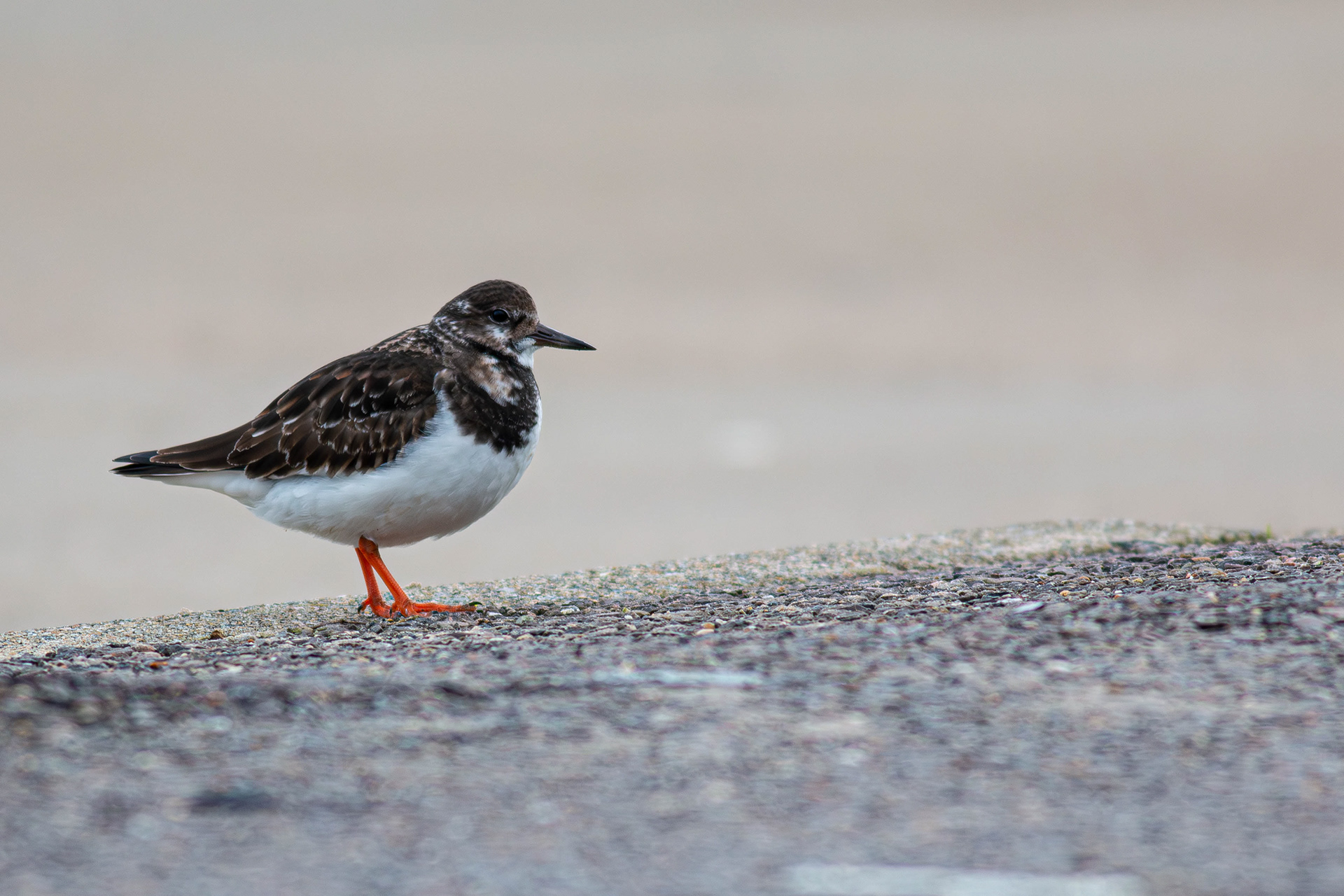 Turnstone