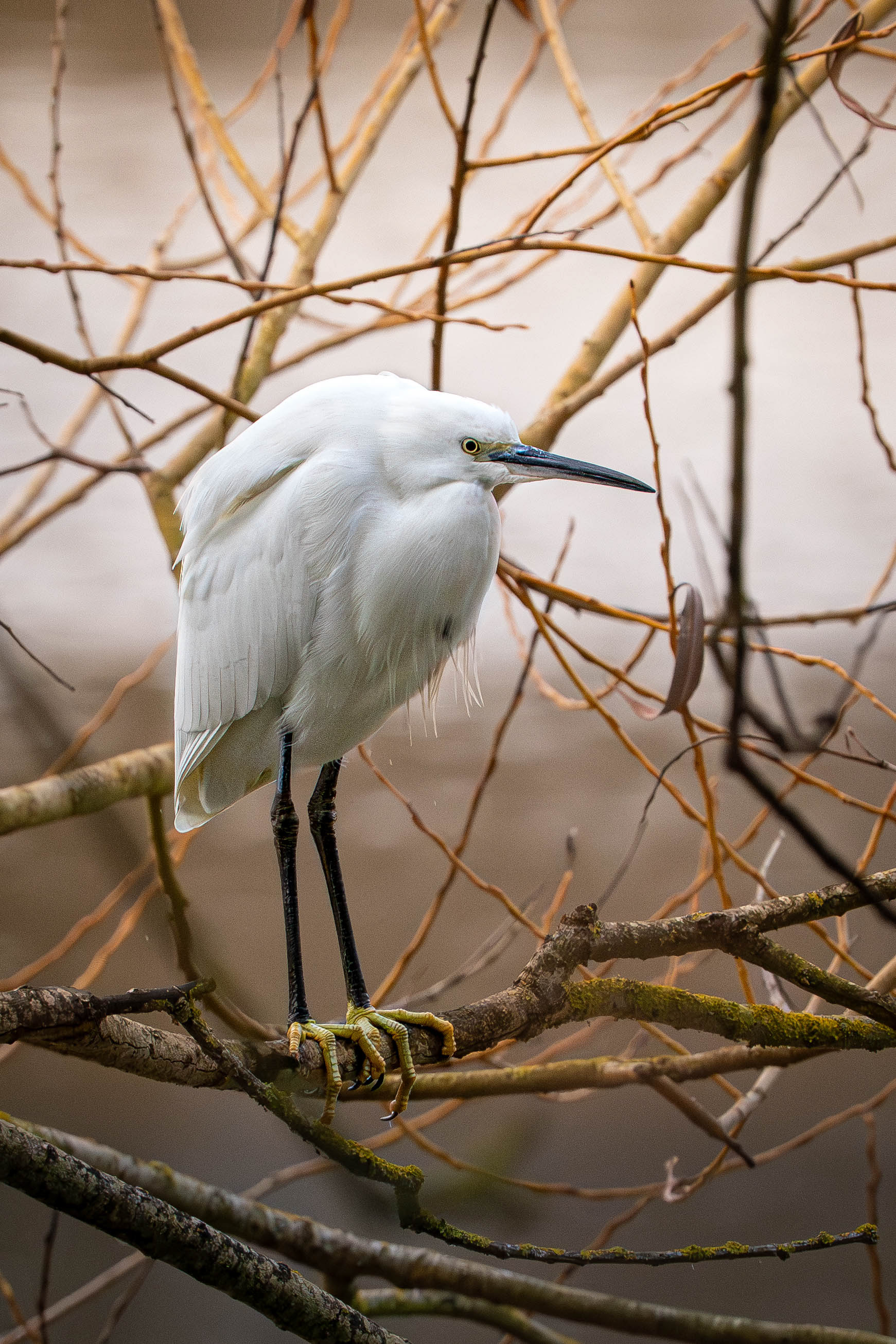 Little Egret