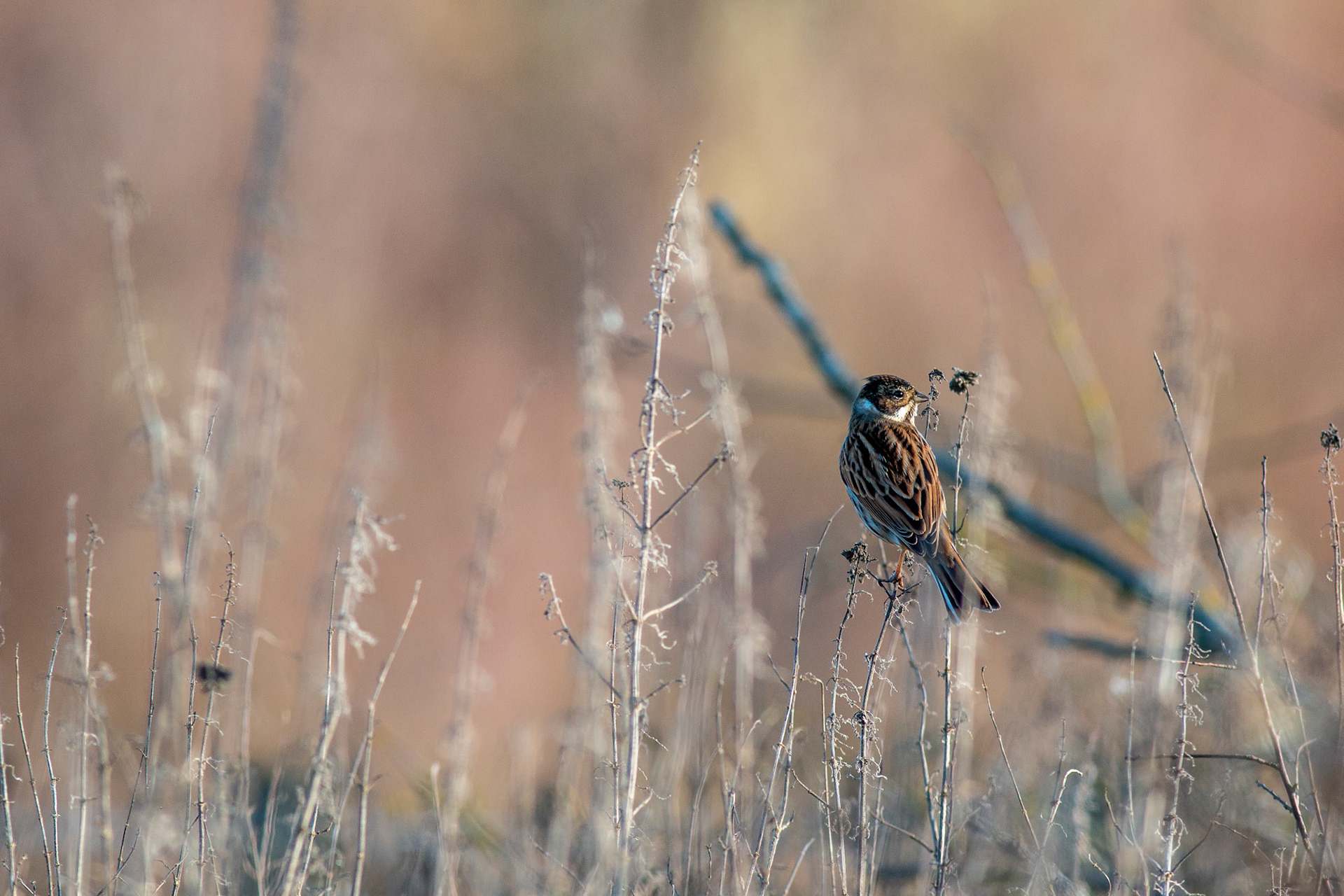 Reed Bunting