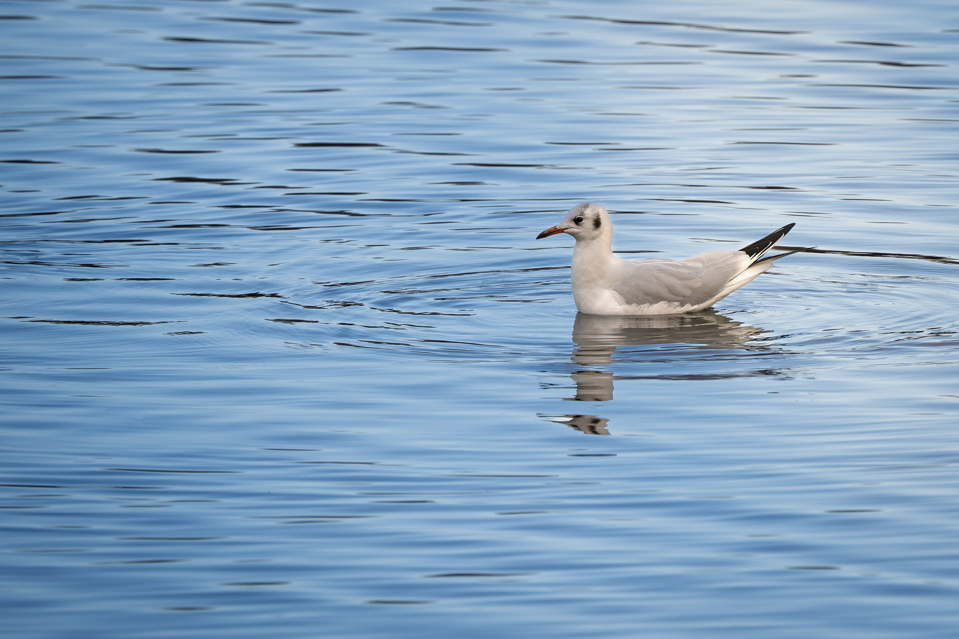 Black-headed Gull winter