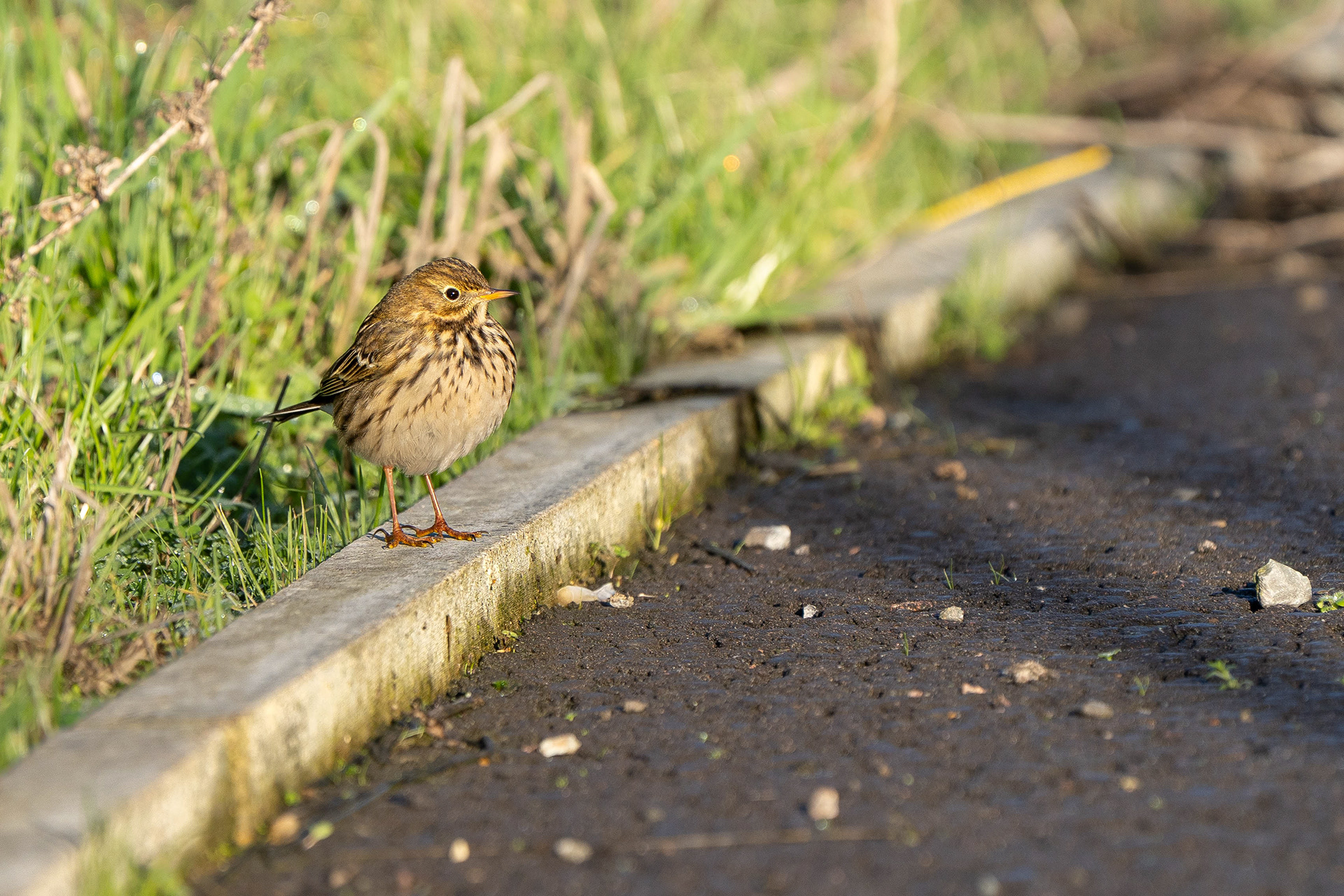 Meadow Pipit