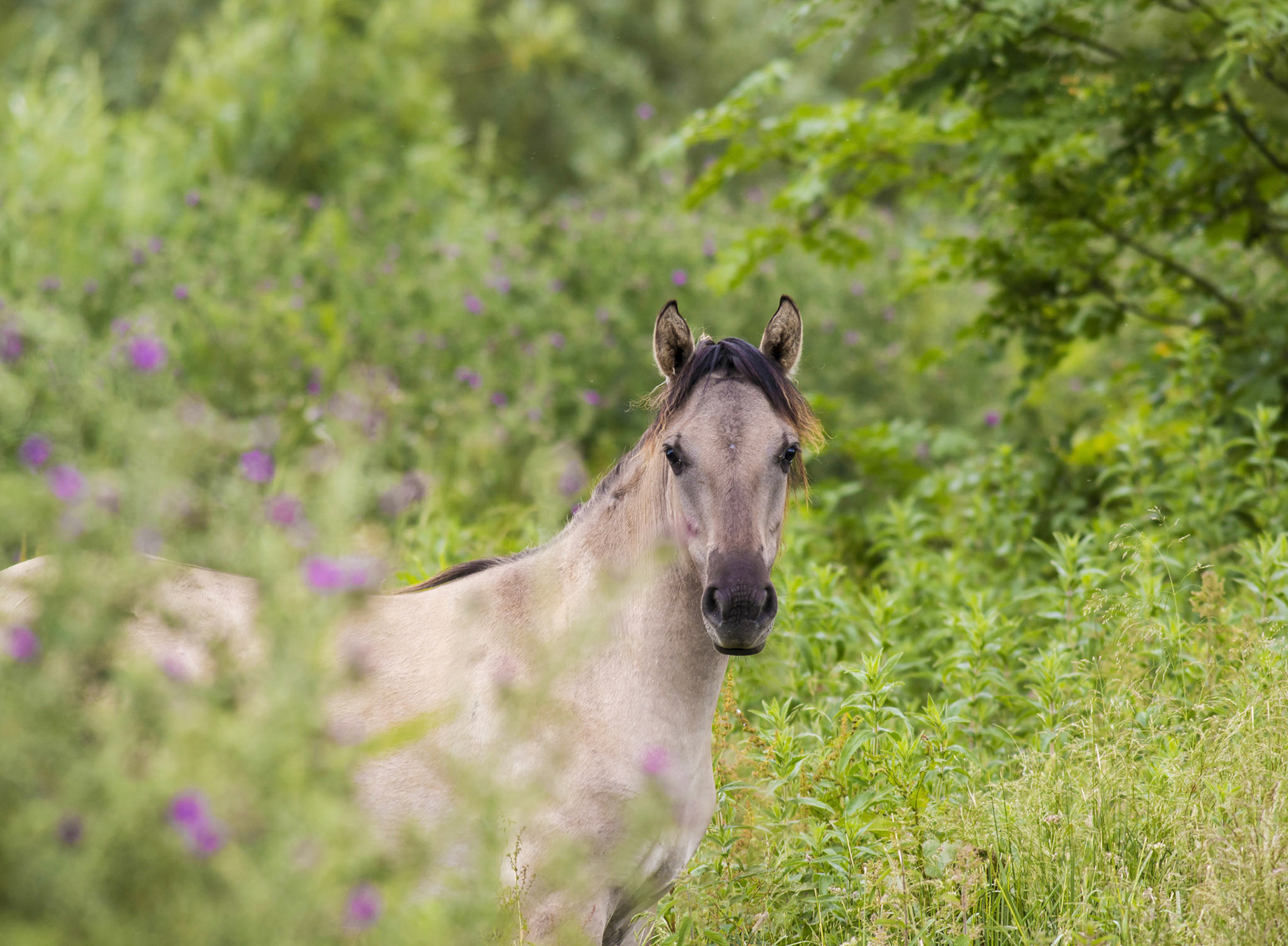 Konik Ponies