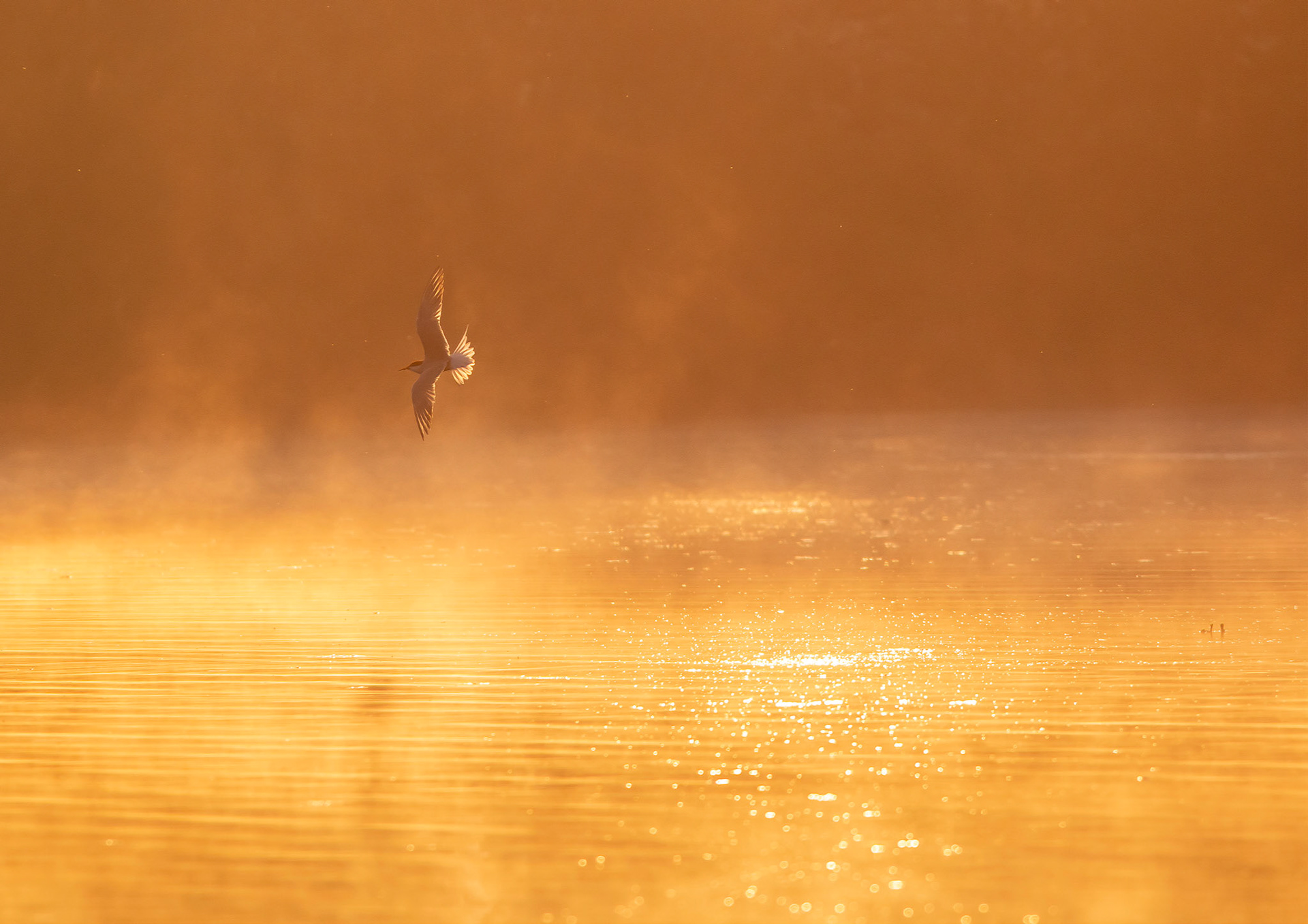 Common Tern