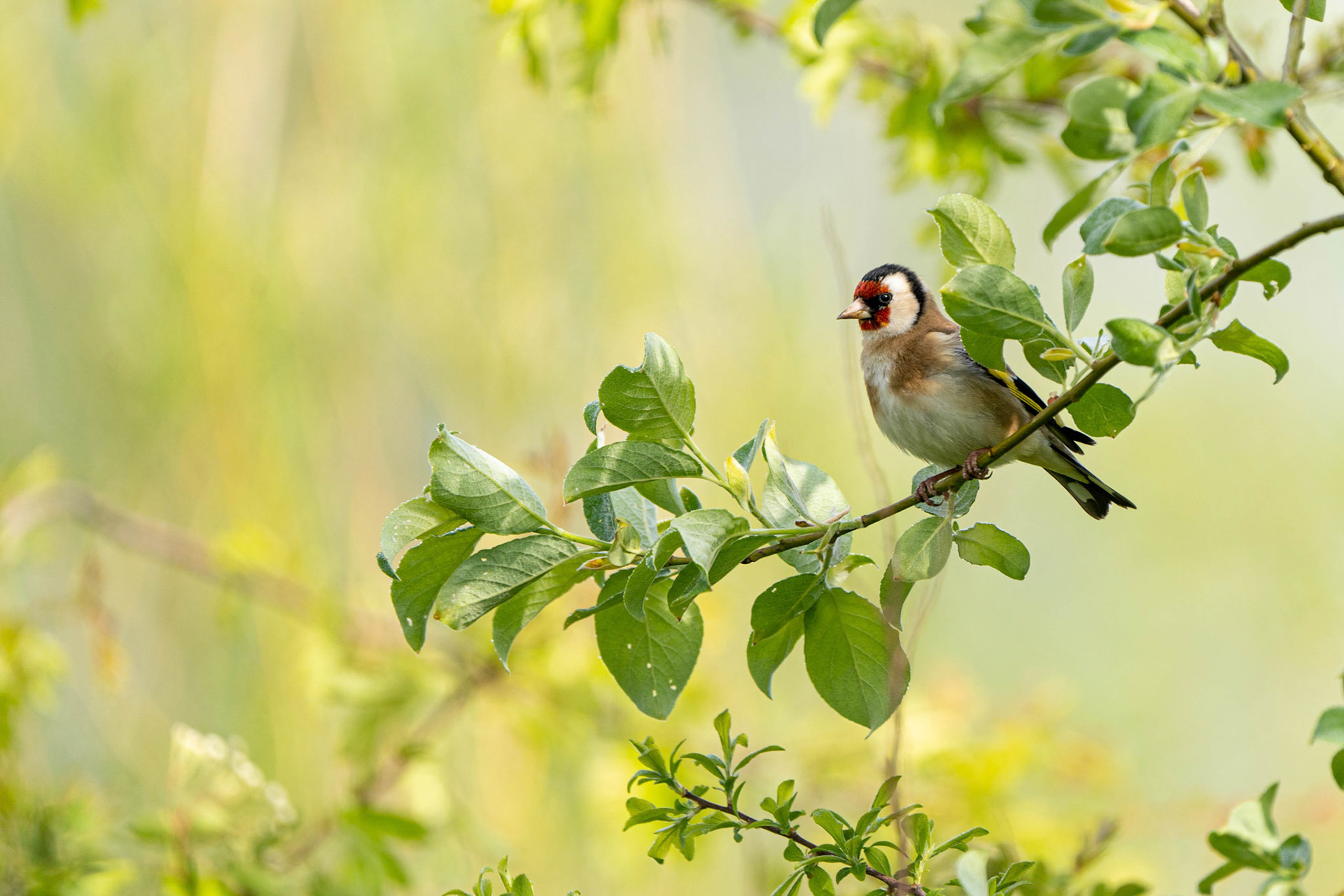European Goldfinch