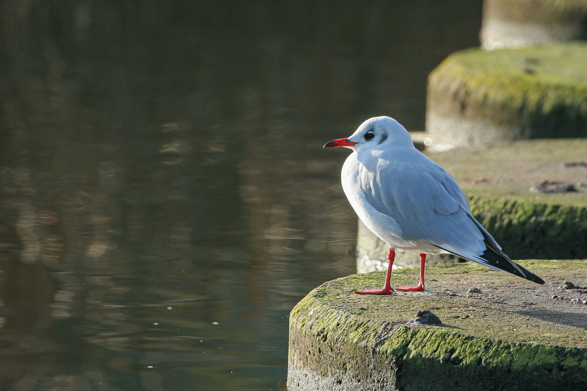 Black-headed Gull winter