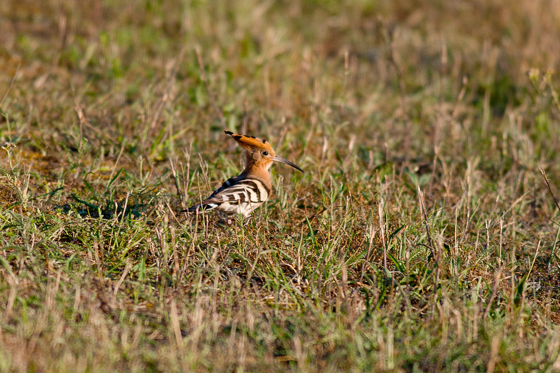 Hoopoe