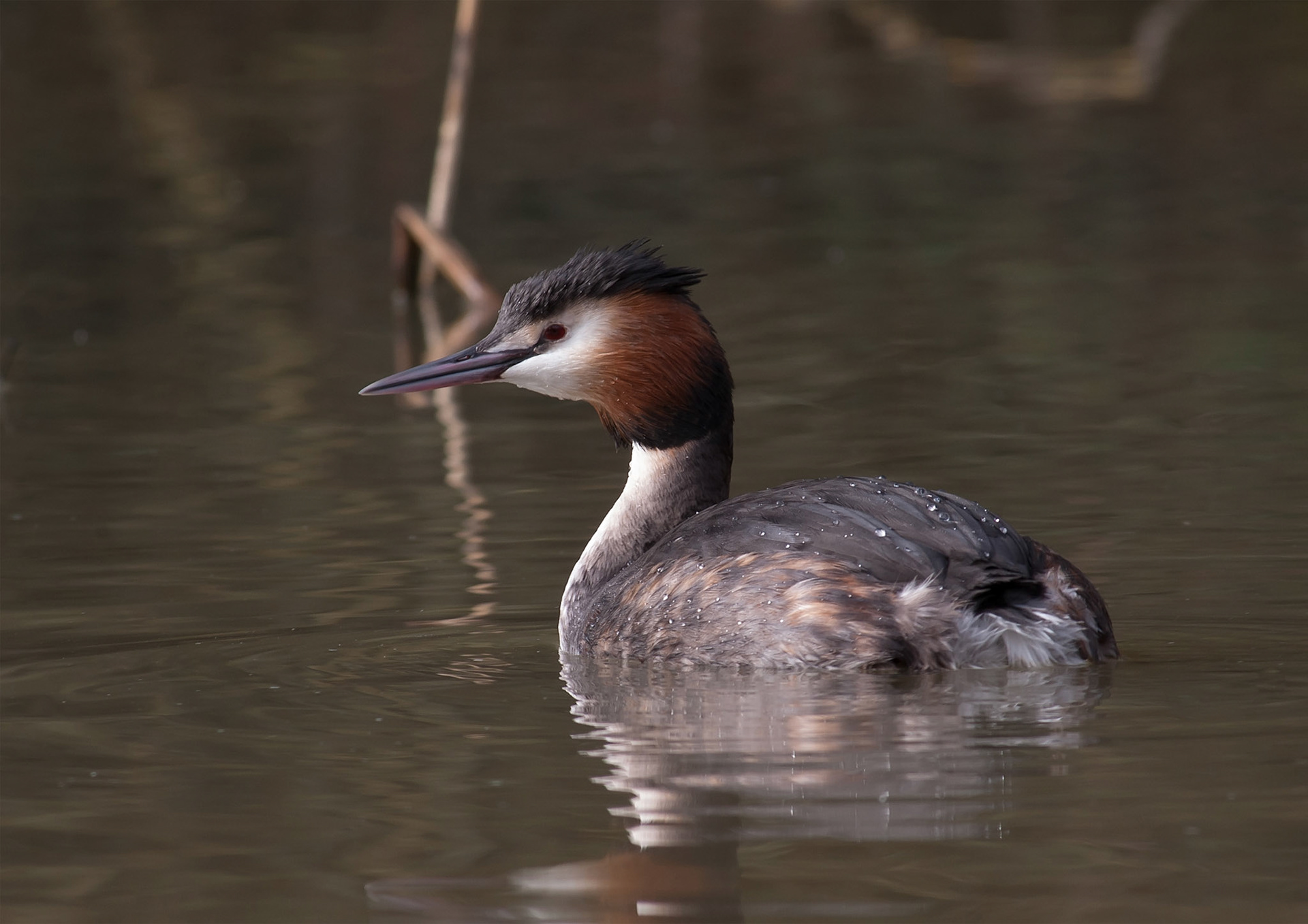 Great Crested Grebe