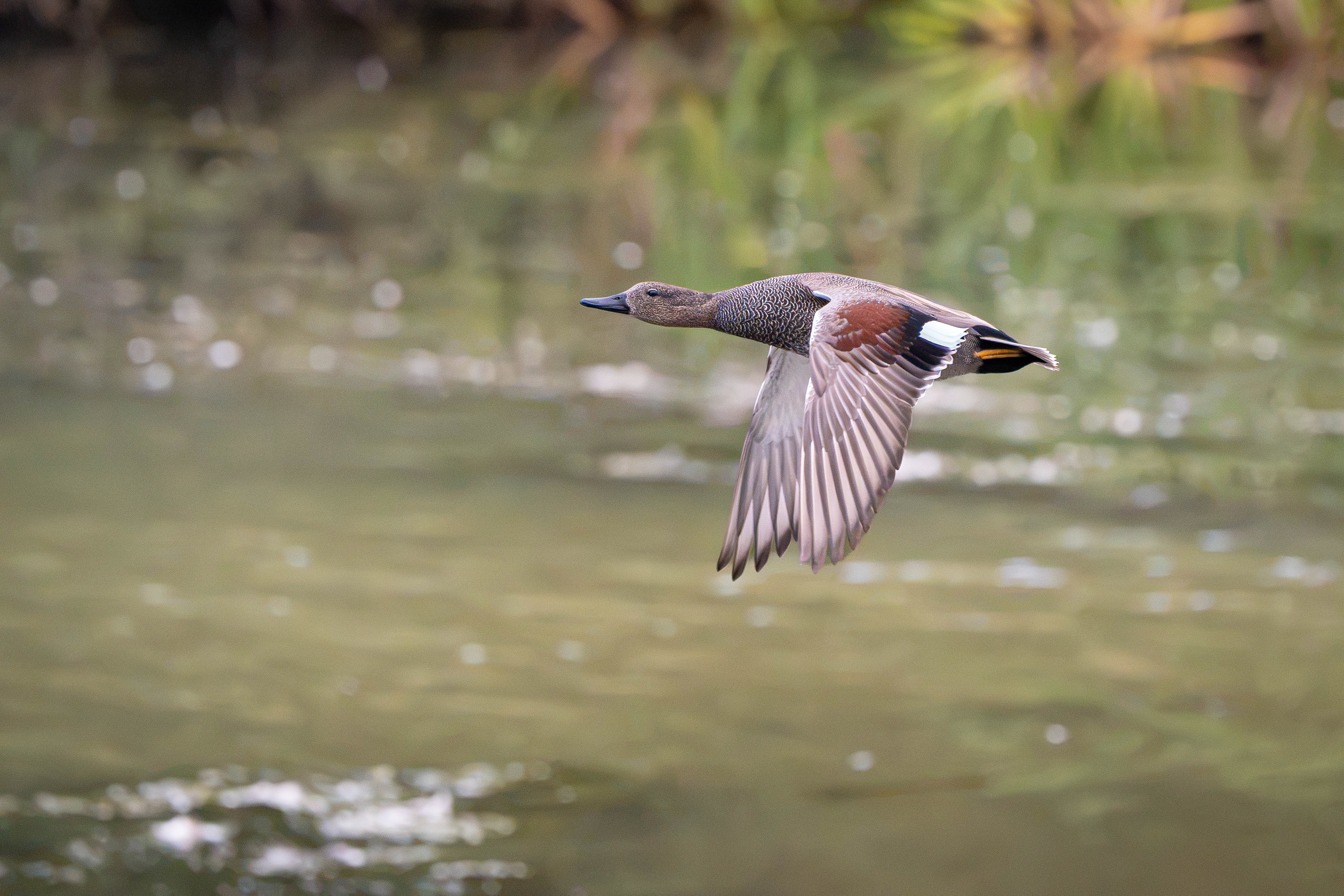 Gadwall (Male) in flight