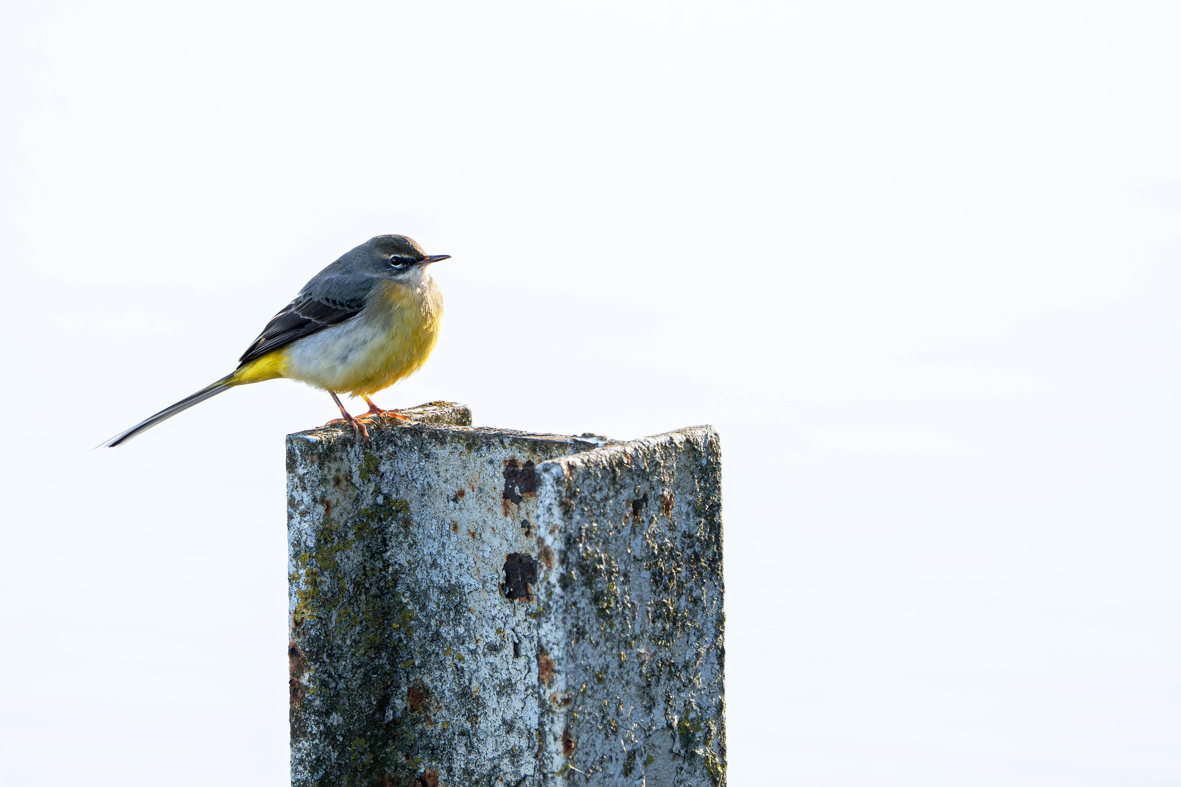 Grey Wagtail