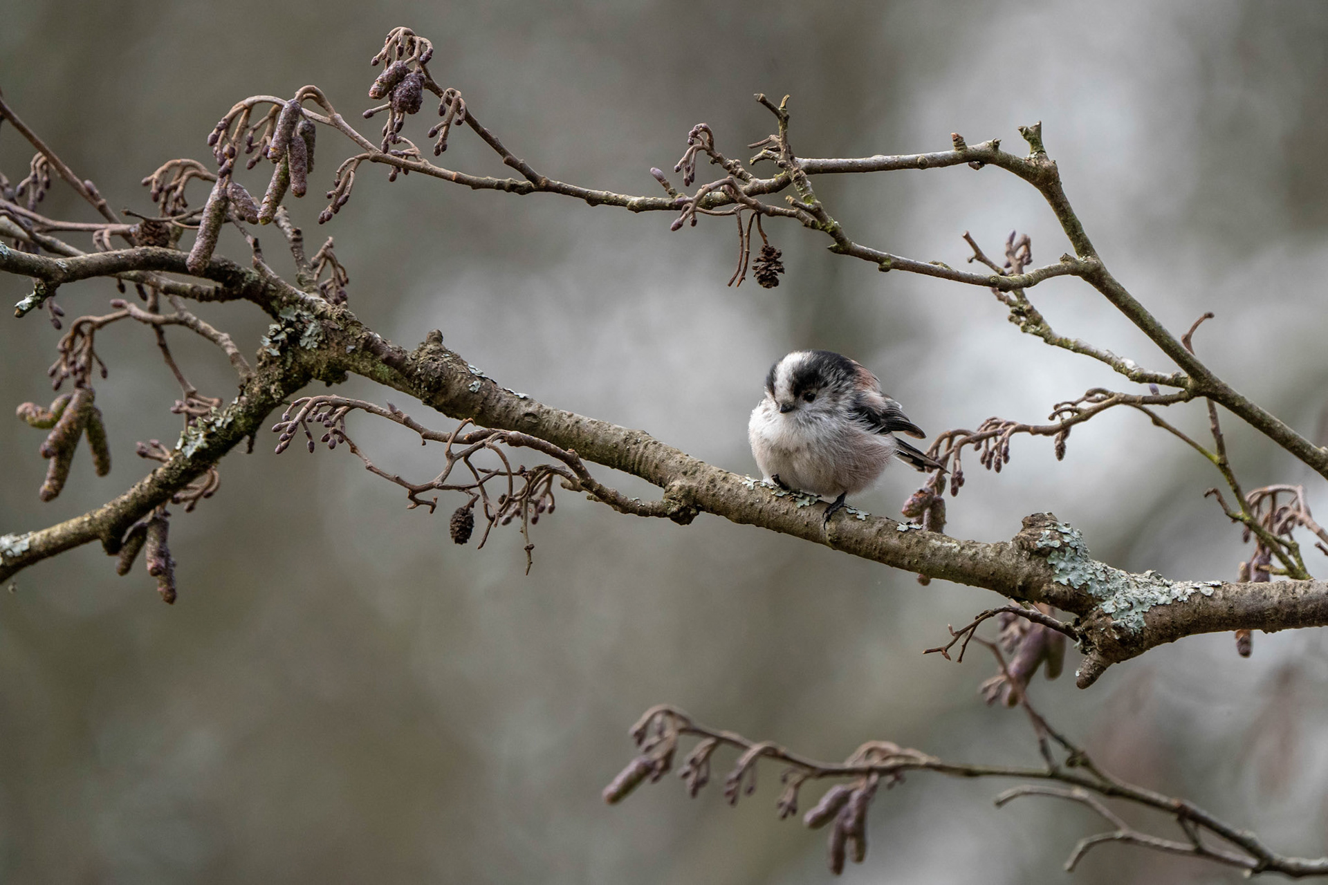 Long-Tailed Tit