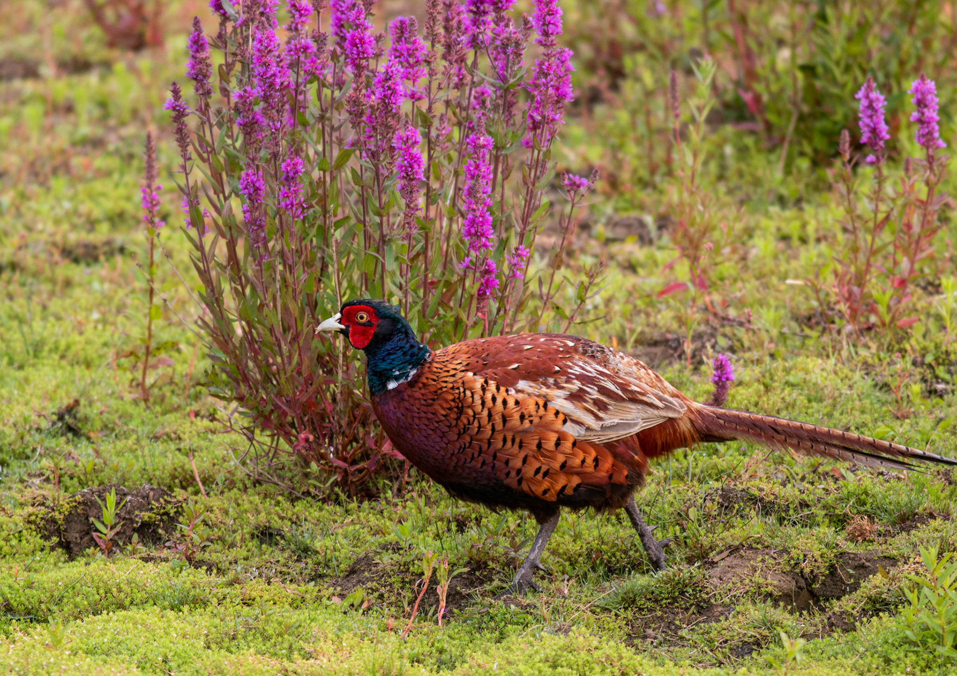 Common Pheasant