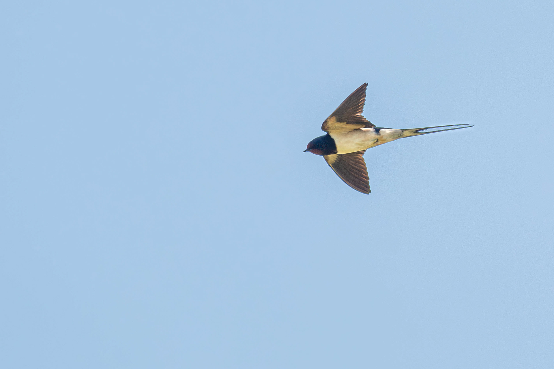 Barn Swallow in flight