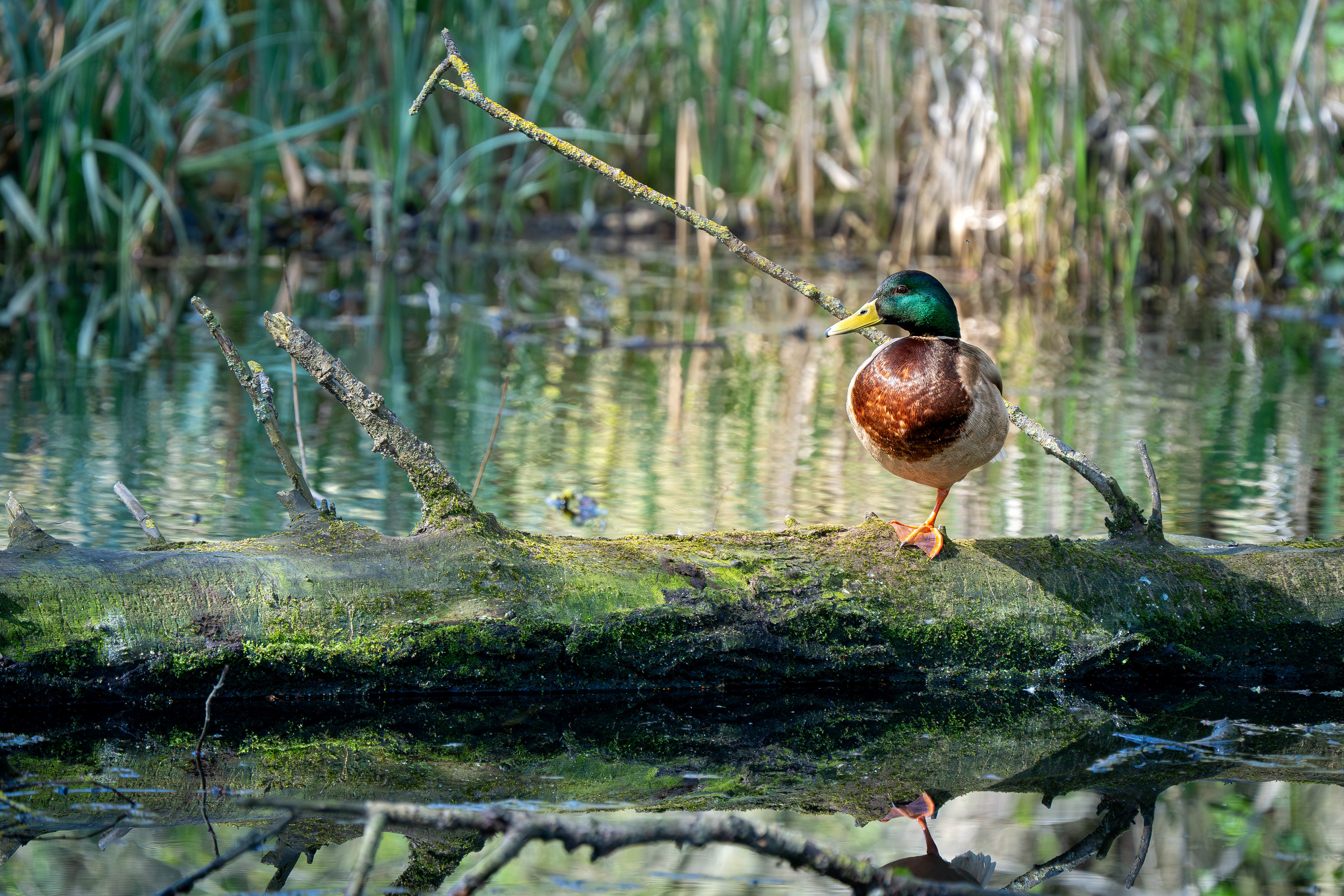 Mallard (Male)