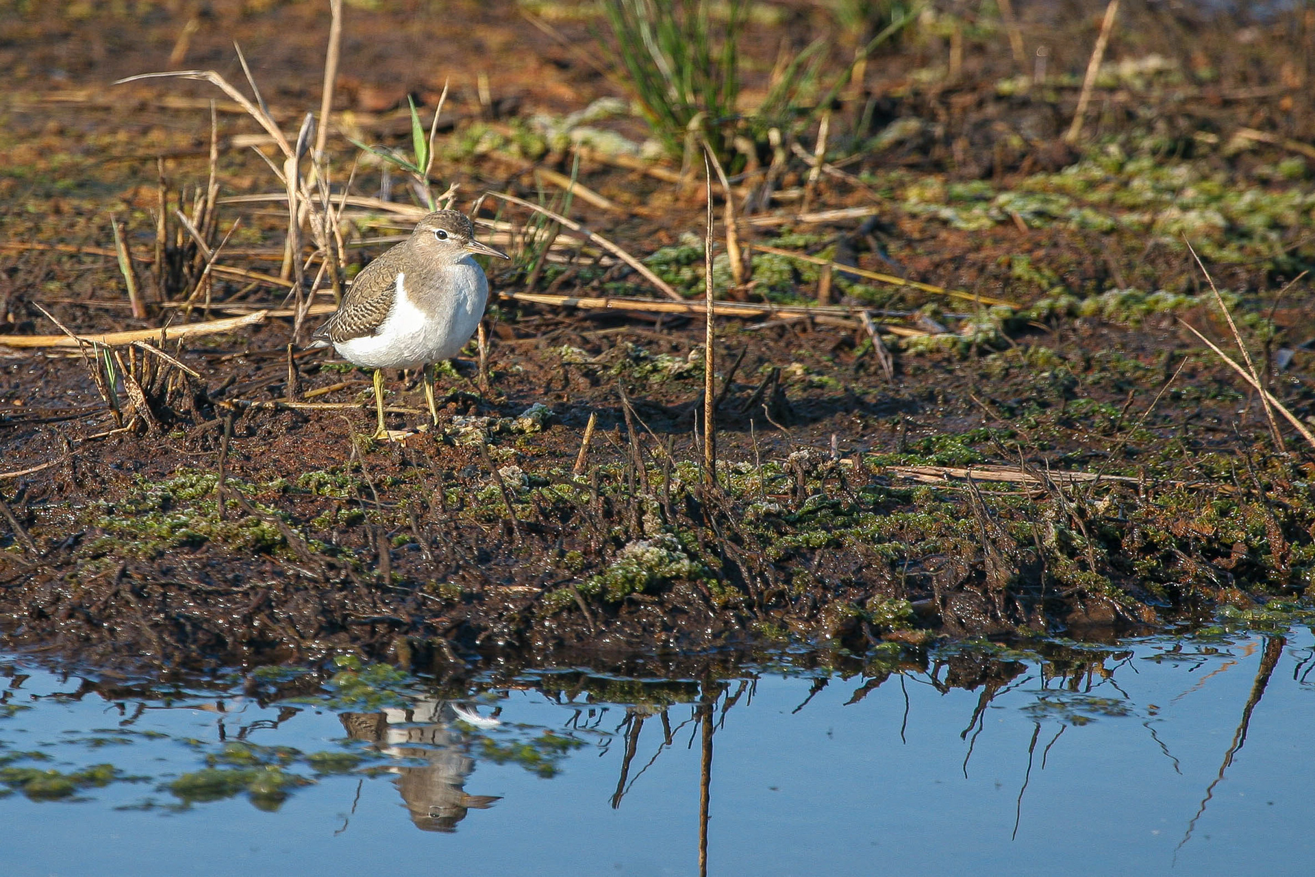 Spotted Sandpiper