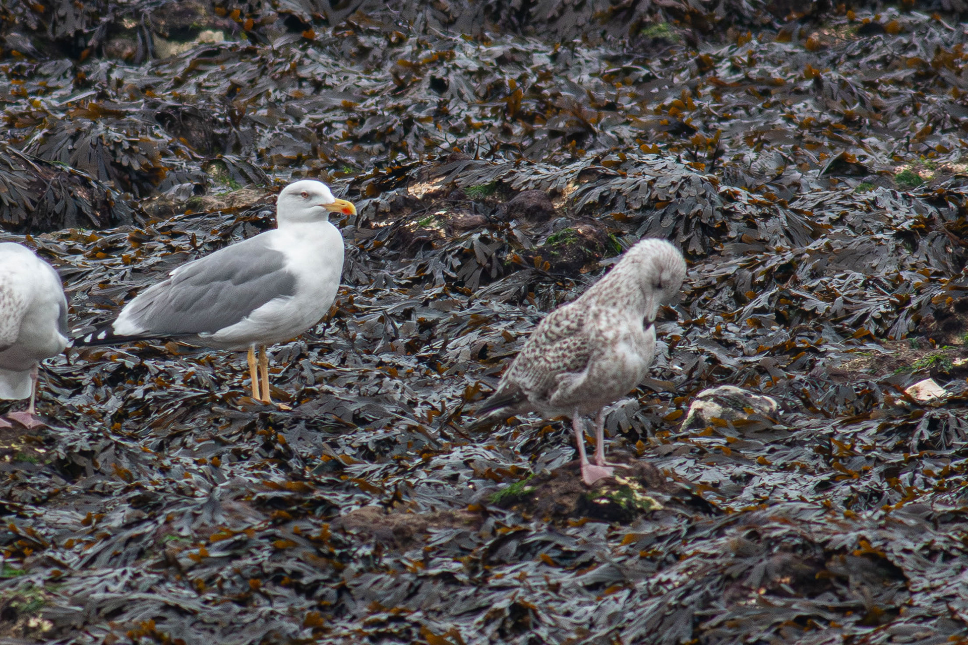 Yellow legged gull