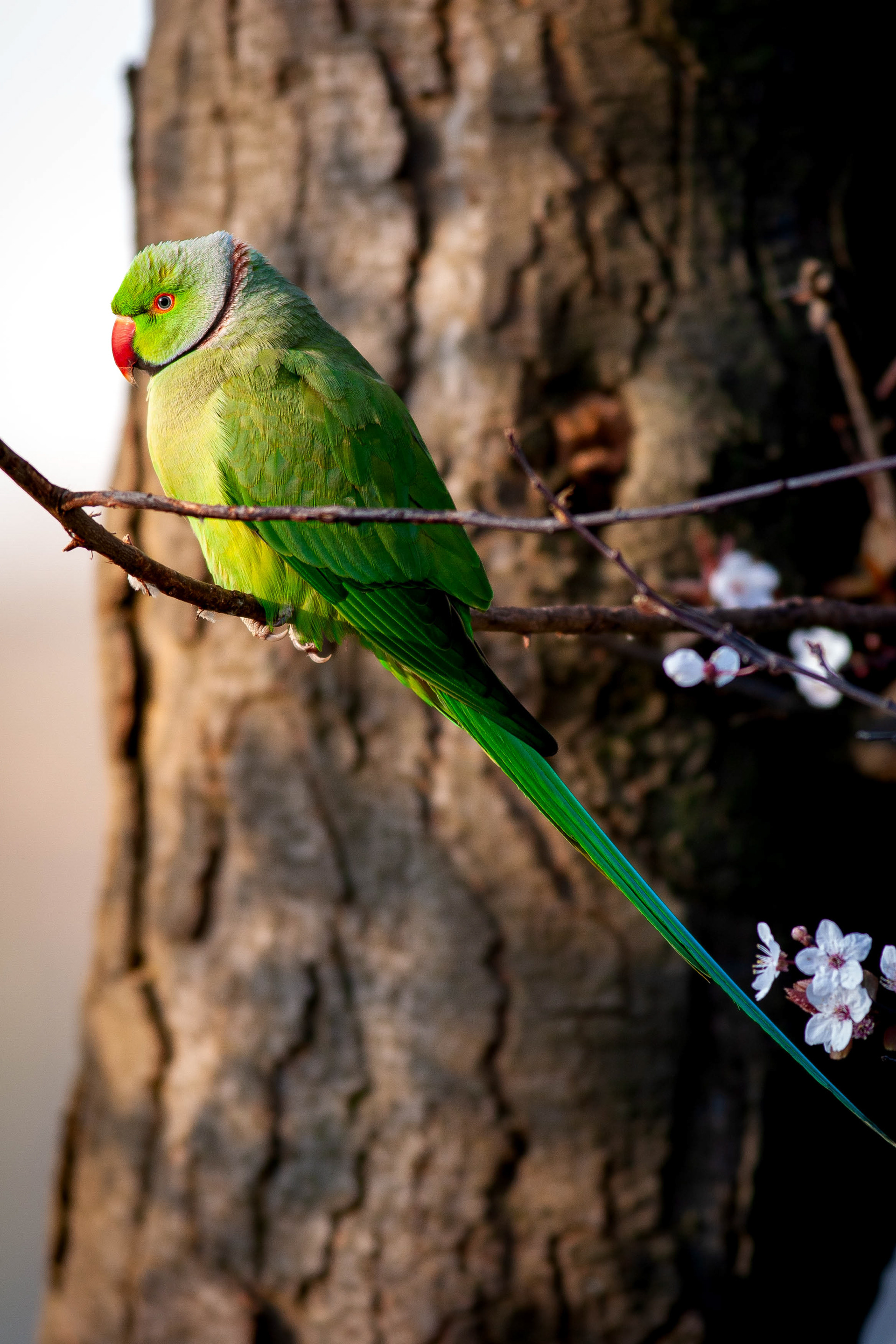 Ring-Necked Parakeet (or is it rose ringed? Much nicer name)