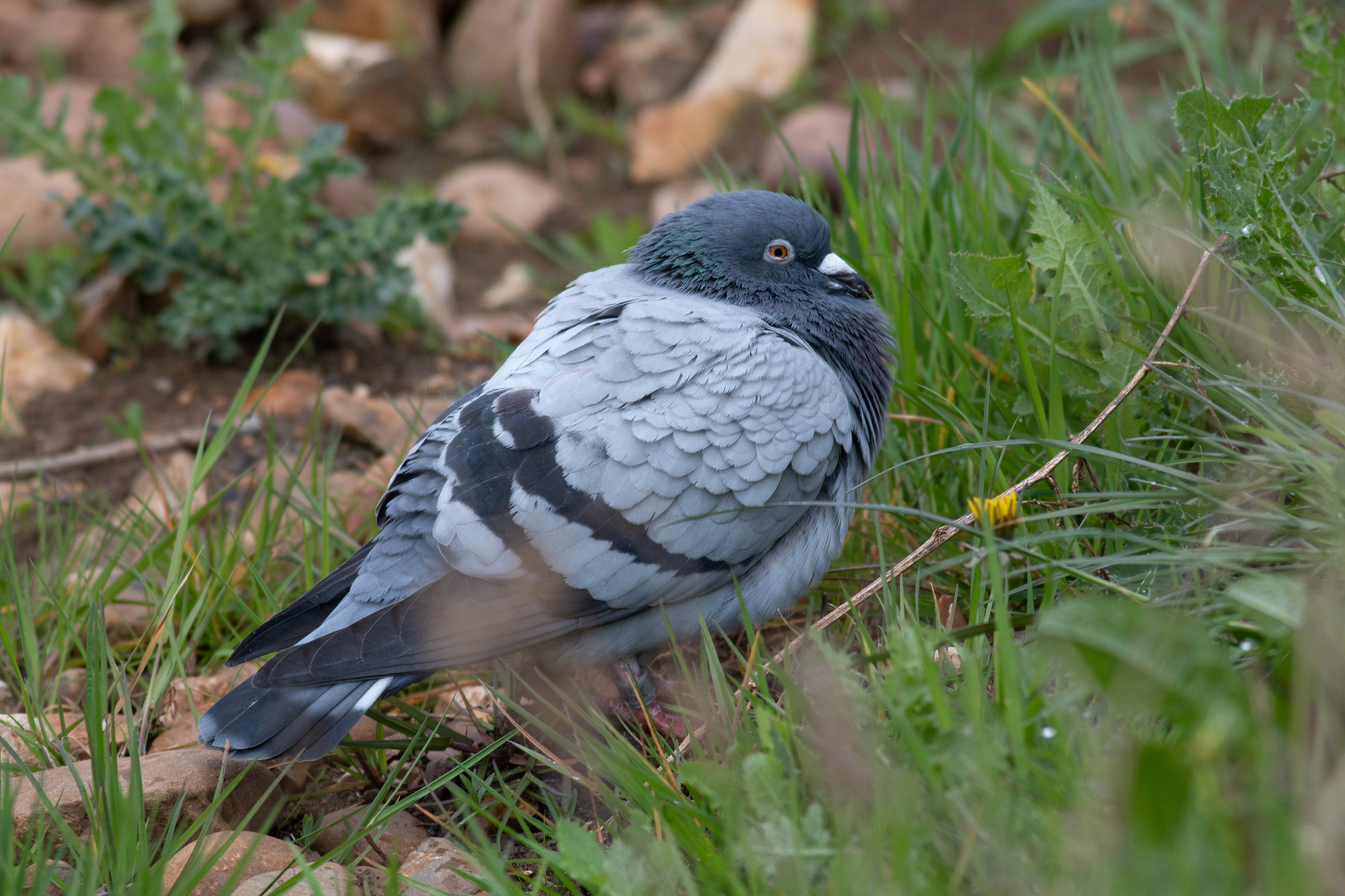 Feral Pigeon, looking as close to a rock dove (where they come from) as possible