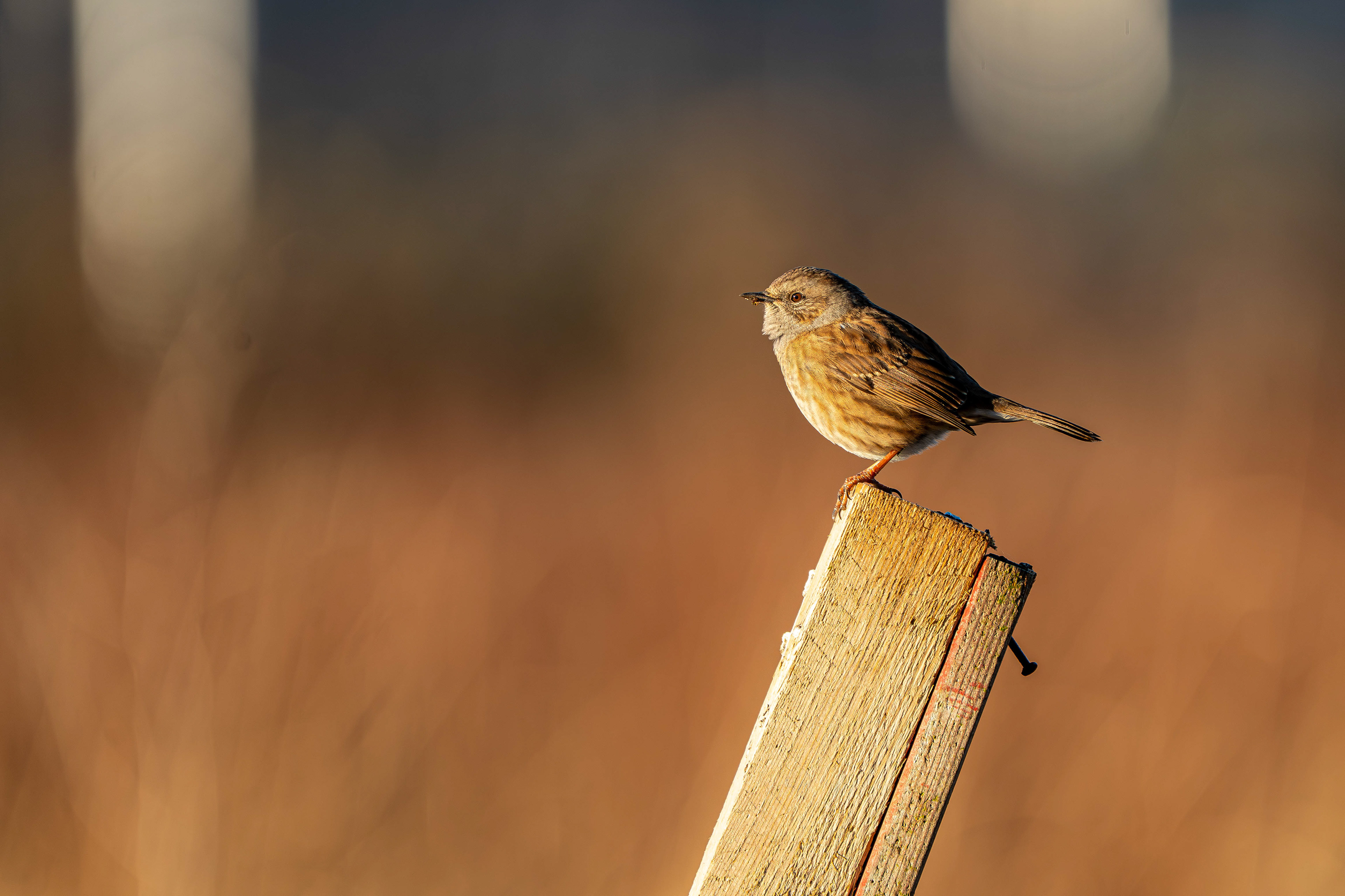 Dunnock (Technically Hedge Accentor)
