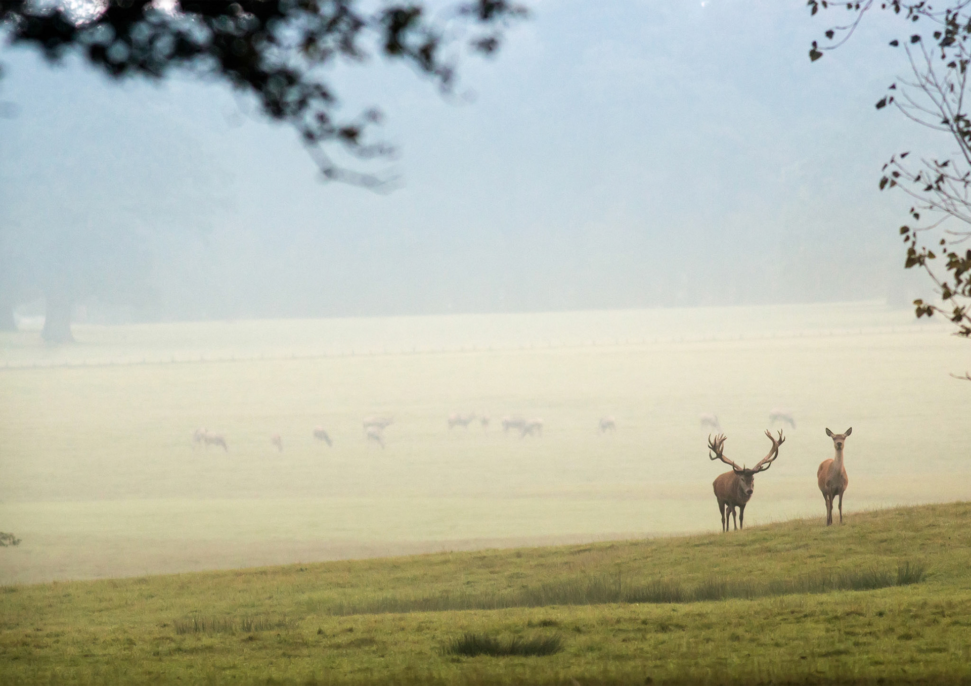 Deer Park