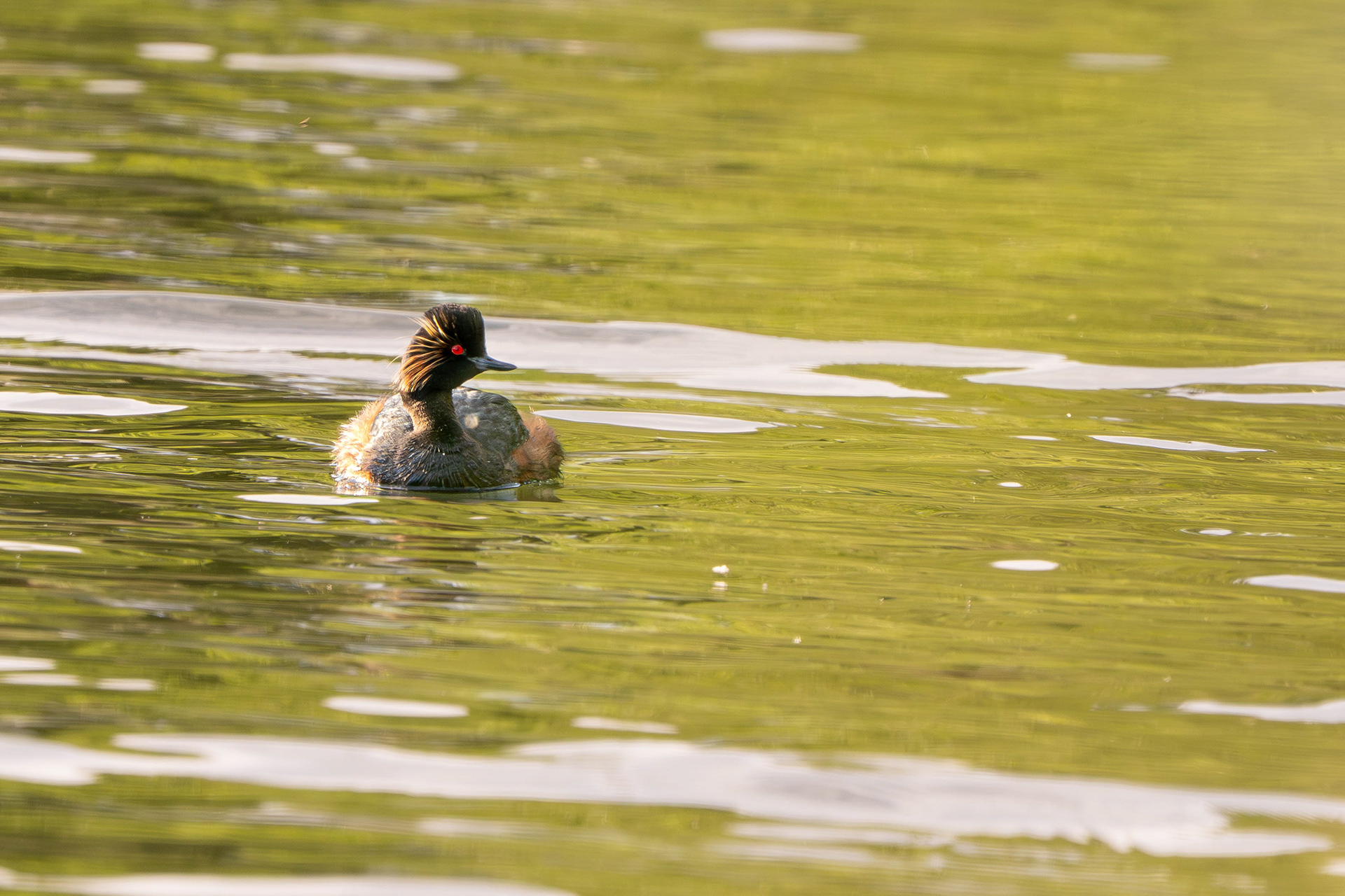 Black-Necked Grebe (Summer plumage)