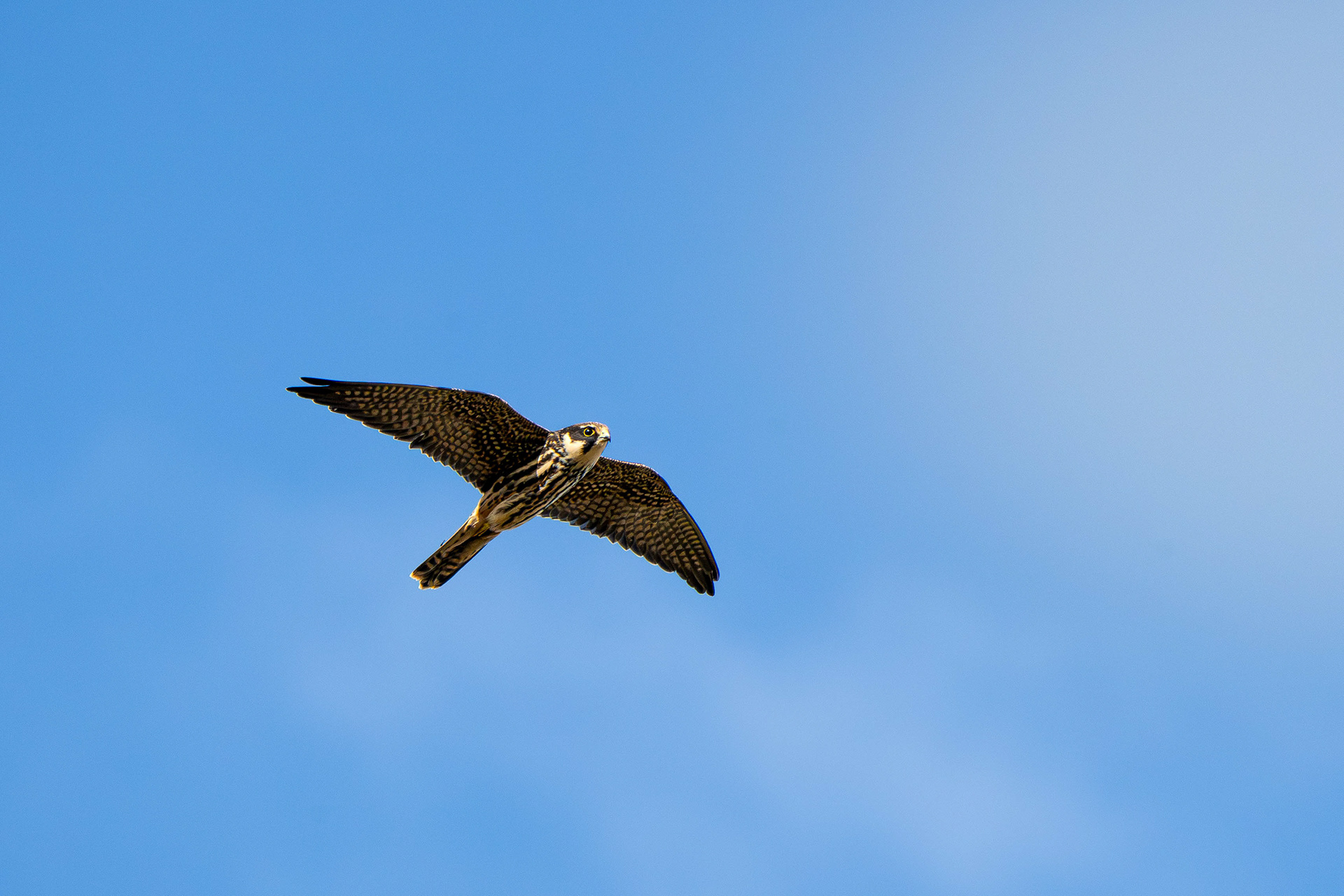 Young Hobby in flight