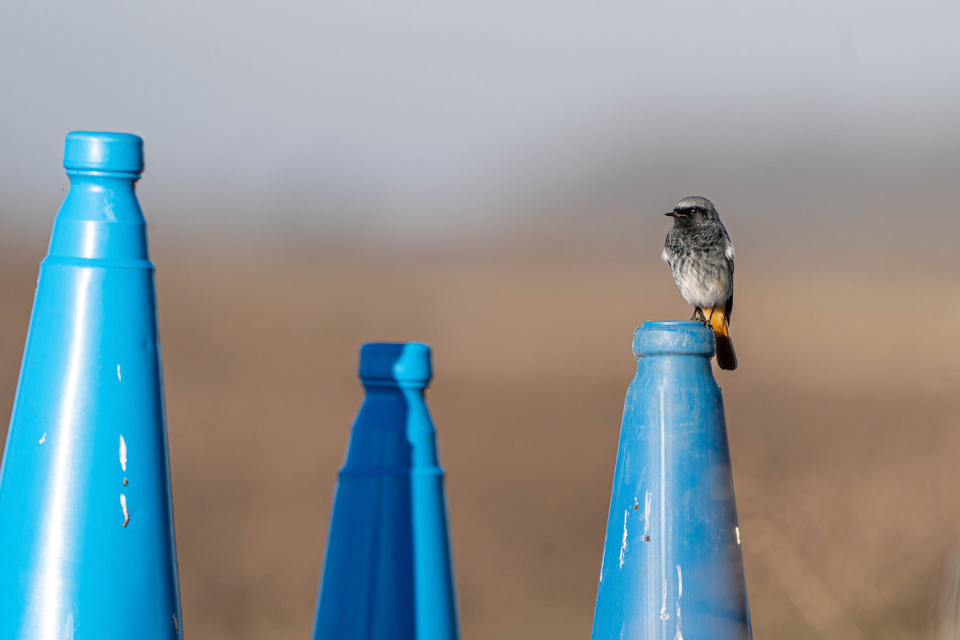 Black Redstart
