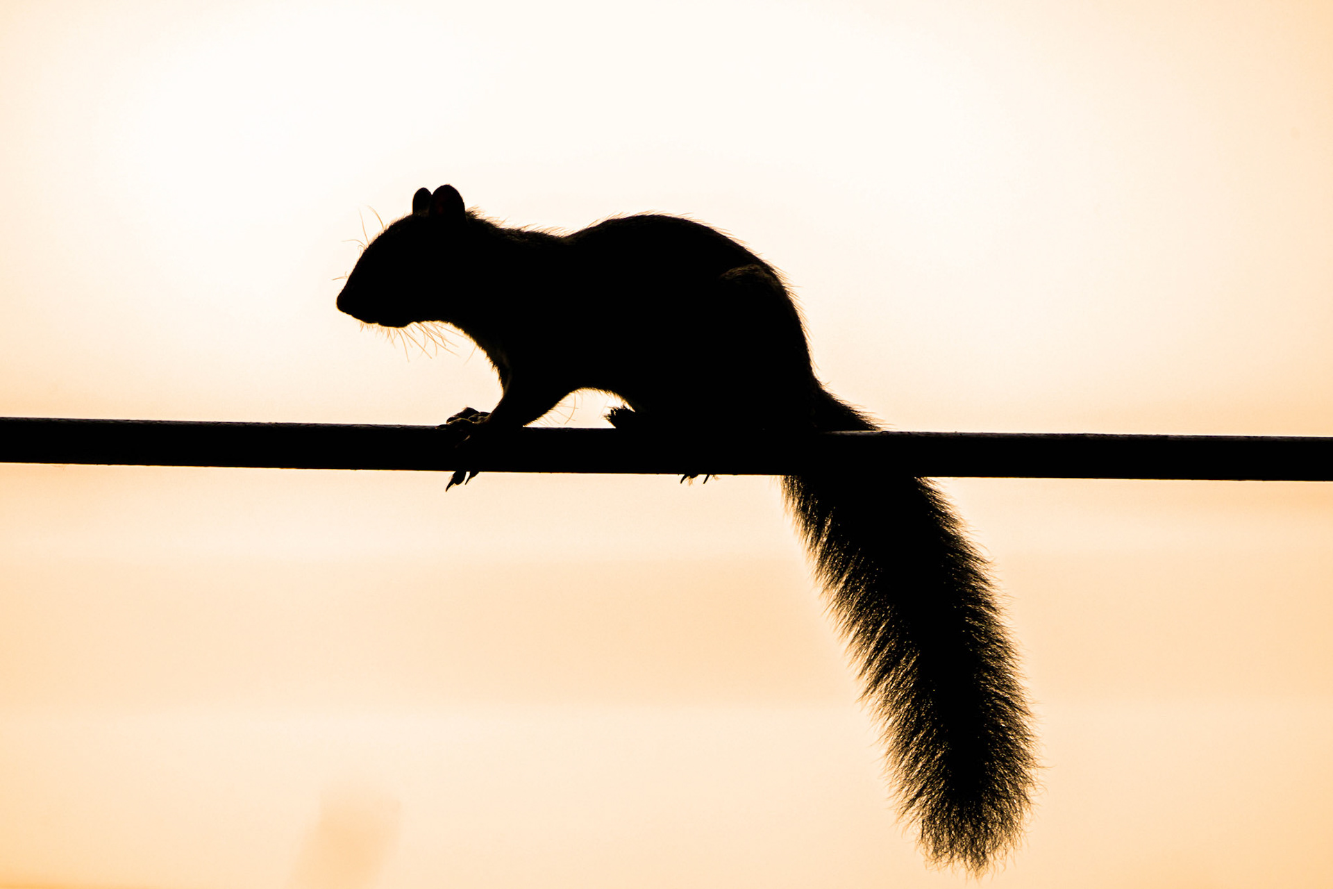 Grey Squirrel