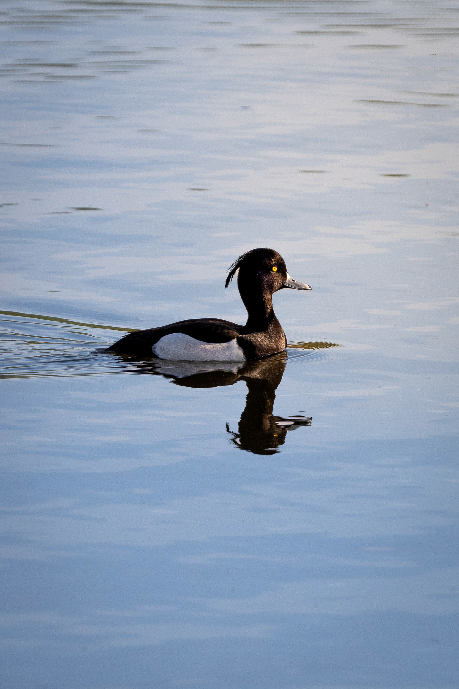 Tufted Duck (male)
